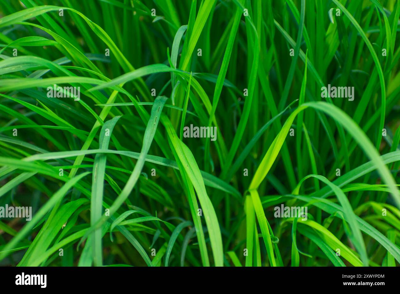 Primo piano di erba verde alta e spessa, vista dall'alto Foto Stock