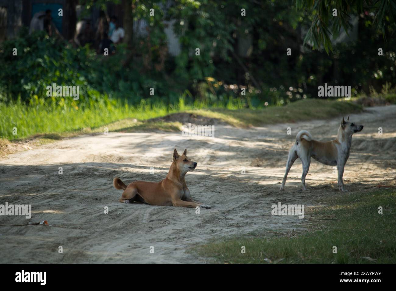 Randagio due cani ​​without proprietario stagione delle piogge, cane sulla strada randagio in Bangladesh. Foto Stock