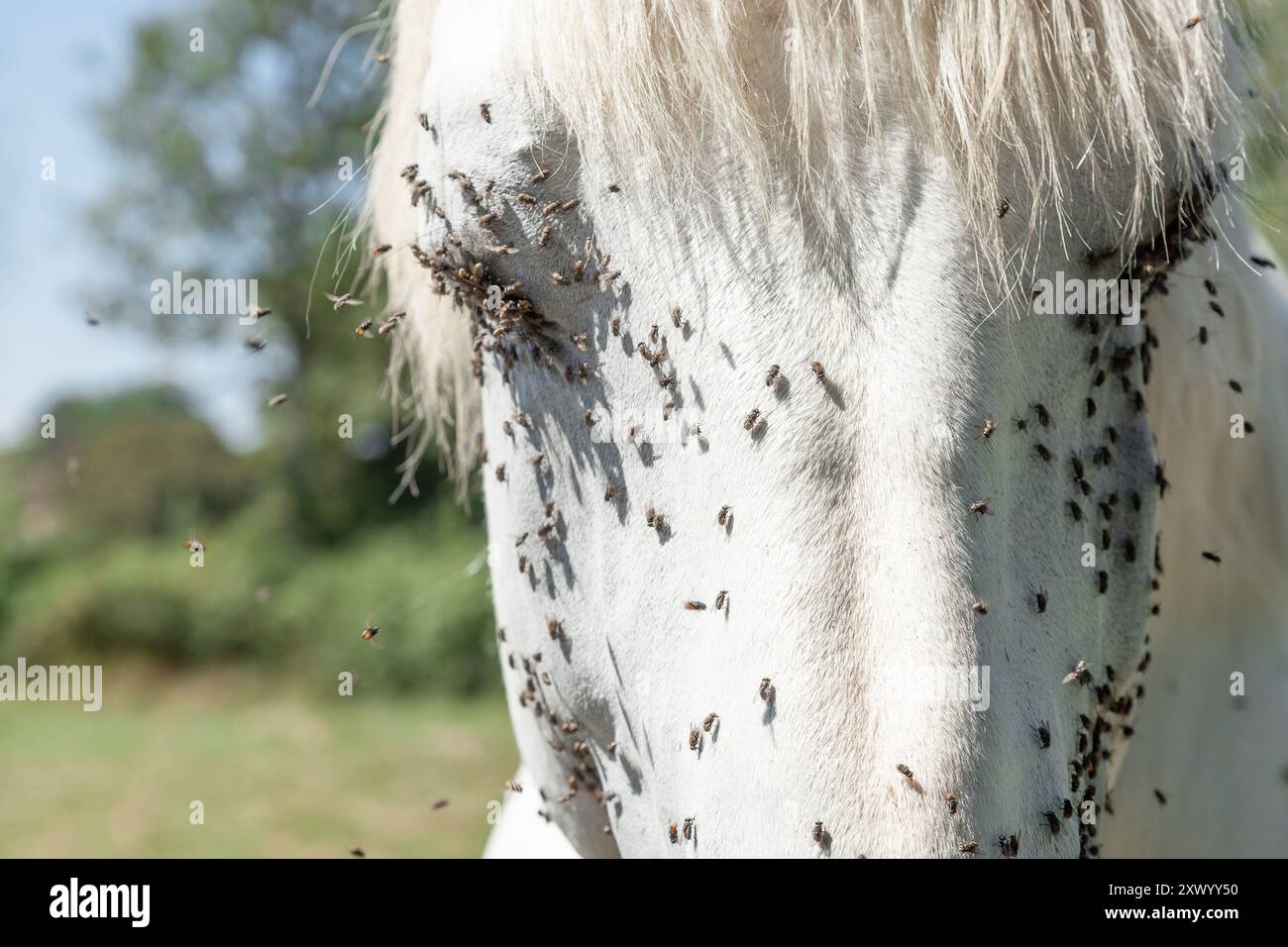 Tenda Anti Insetti Mosche Zanzare Schermo Finestra Con Chiusura A - Foto 9