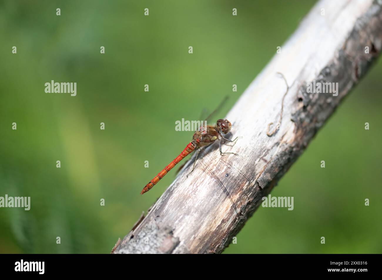 darter comune (Sympetrum striolatum), maschio adulto che si crogiola su un ramo morto Foto Stock