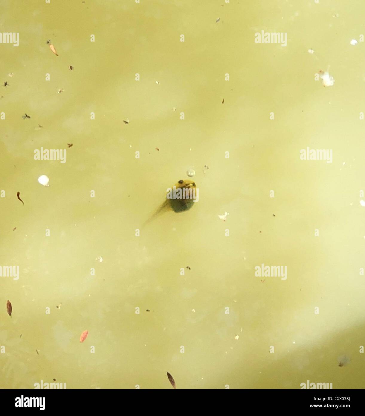 Southern Bell Frog (Ranoidea raniformis) Amphibia Foto Stock