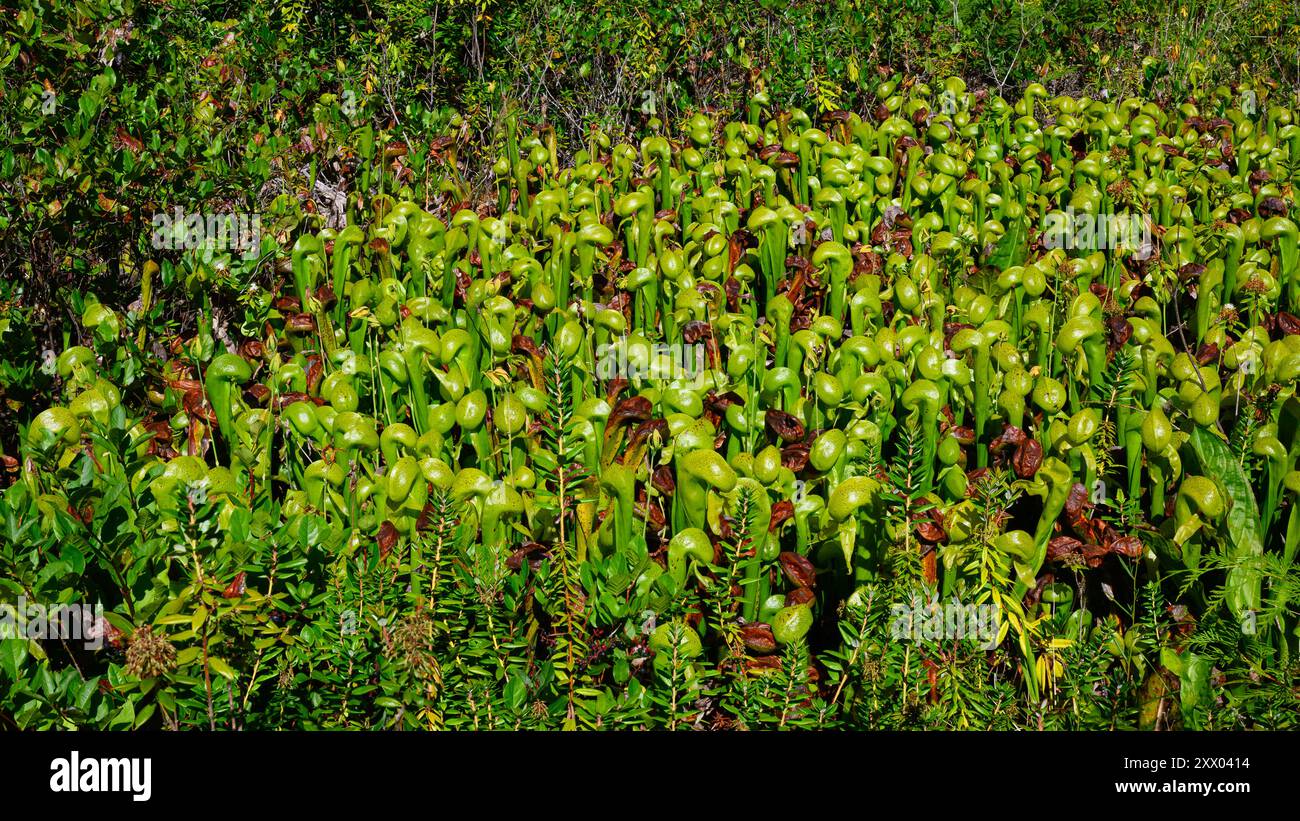 Massa di Darlingtonia californica o giglio cobra nell'Oregon durante l'estate Foto Stock