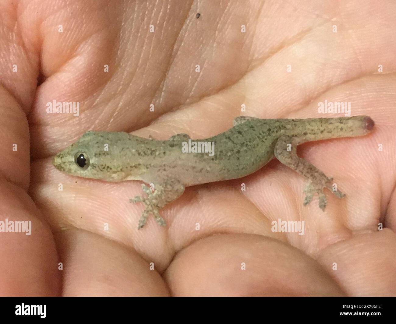 Asian House Gecko (Hemidactylus frenatus) Reptilia Foto Stock