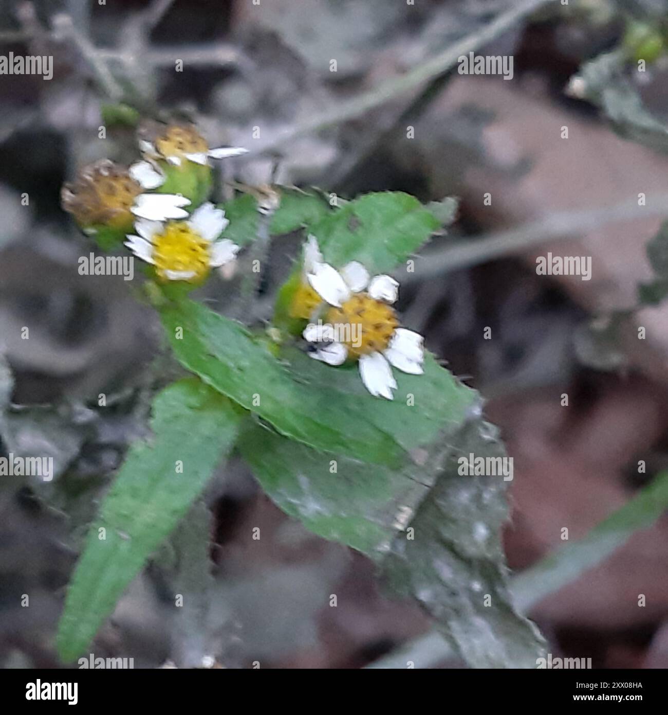 shaggy Soldier (Galinsoga quadriradiata) Plantae Foto Stock