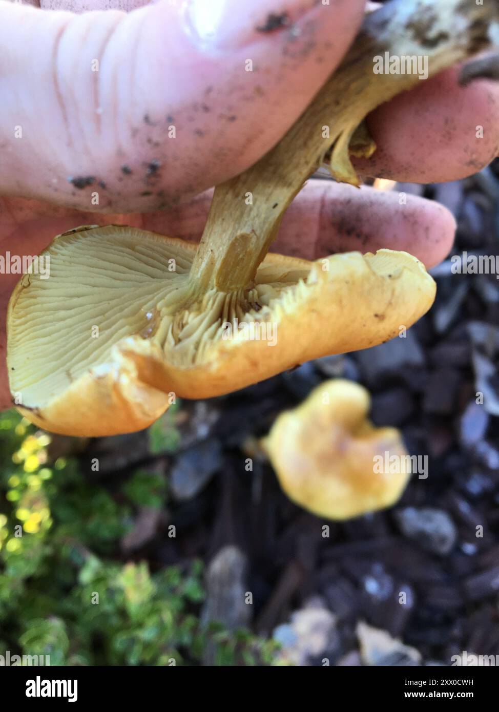 Funghi Rustgill (Gymnopilus sapineus) Foto Stock