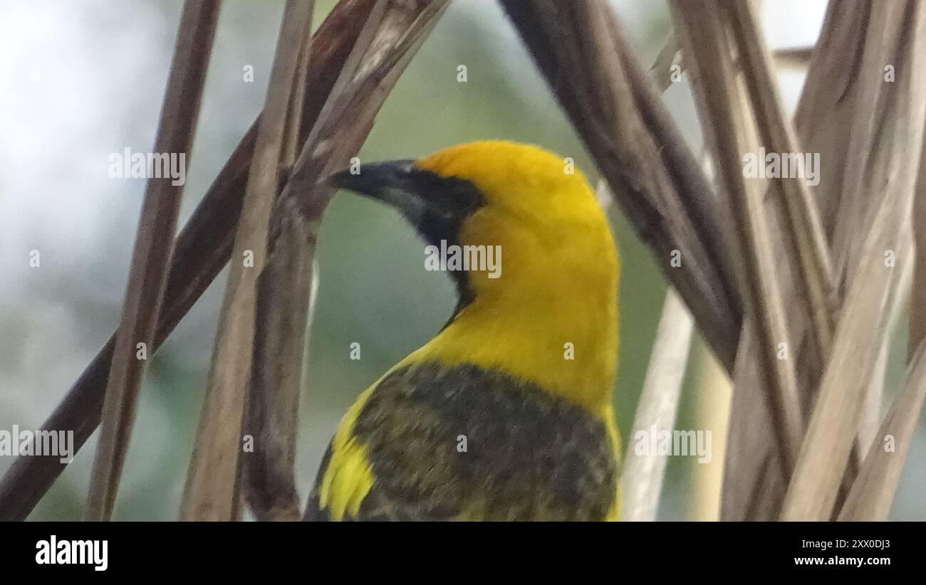 Oriole dalla coda gialla (Icterus mesomelas) Aves Foto Stock