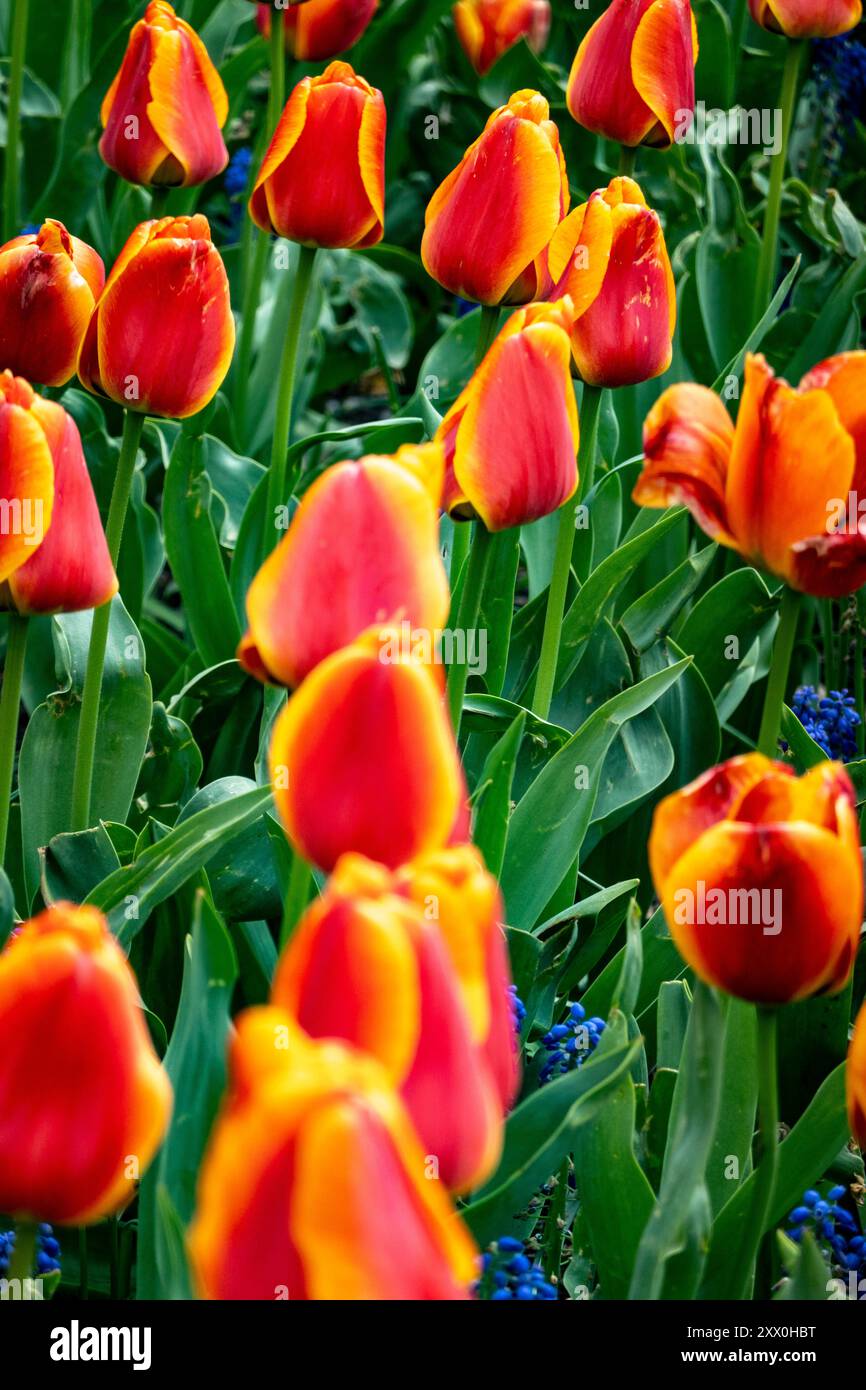 Tulipani colorati rossi e gialli, New York, New York, Stati Uniti Foto Stock