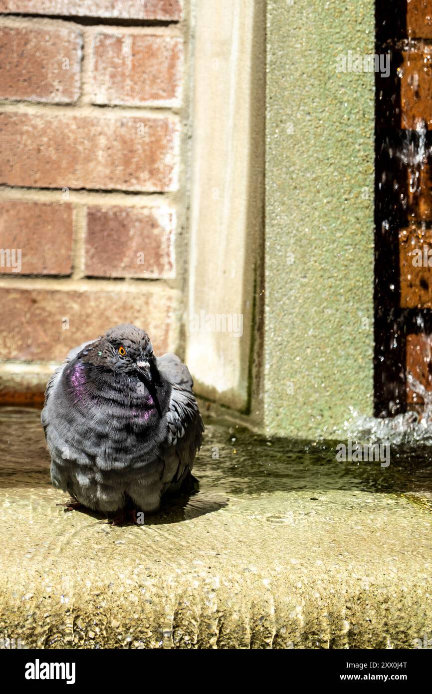 Wet Domestic Pigeon, Columba livia domestica, fare un bagno in una fontana del Greenwich Village, New York, New York, Stati Uniti Foto Stock