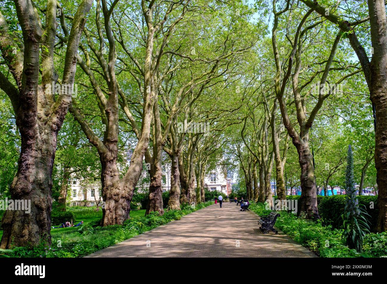 The Broadwalk, Inner Temple Garden, Londra EC4, Regno Unito. Foto Stock