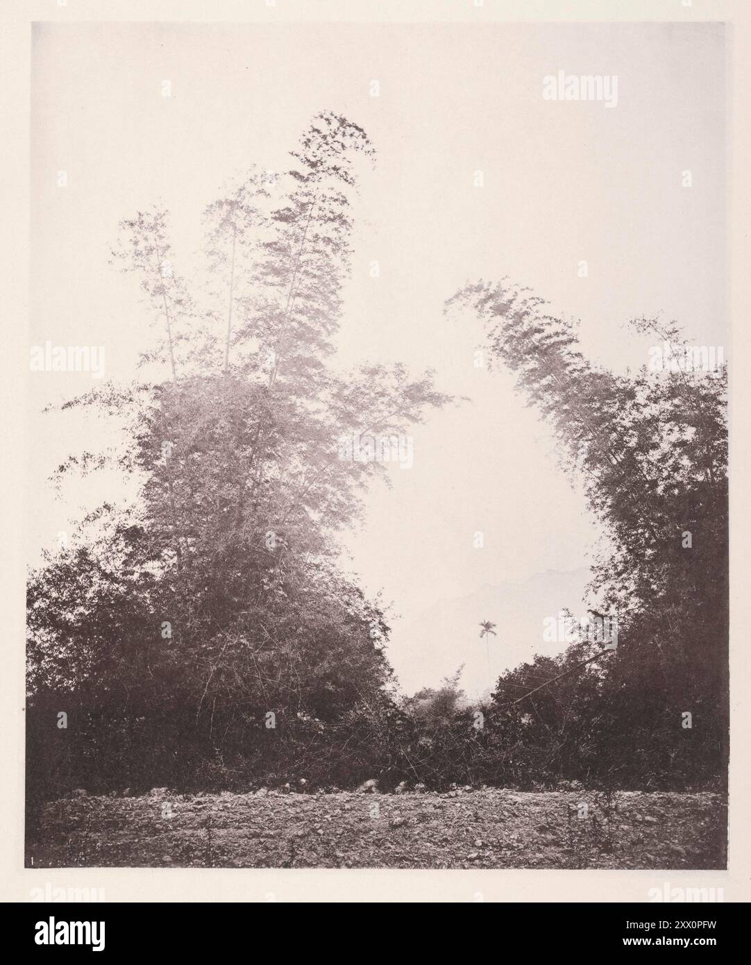 Foto d'epoca dell'isola di Formosa (Taiwan). Bambù di Baksa, un villaggio a circa trenta miglia nell'entroterra dalla capitale; Taiwanfu. Illustrazioni di Qing China, 1875 il bambù è uno degli impianti più efficienti della Cina meridionale. Figura ampiamente nell'economia sociale del popolo in tutta la lunghezza e l'ampiezza dell'Impero. Foto Stock