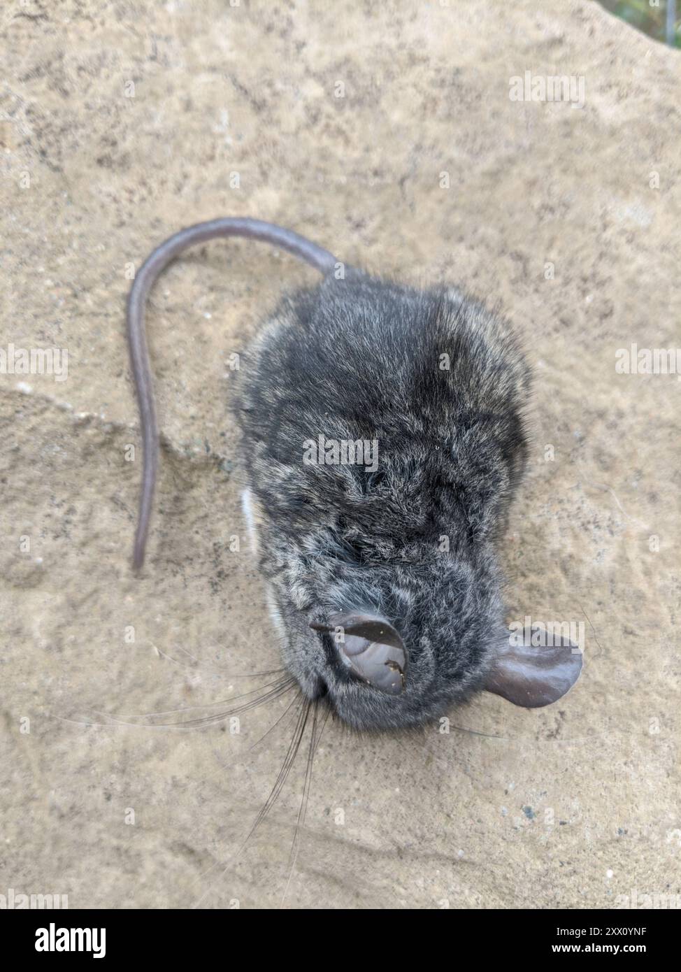 California mouse (Peromyscus californicus) Mammalia Foto Stock