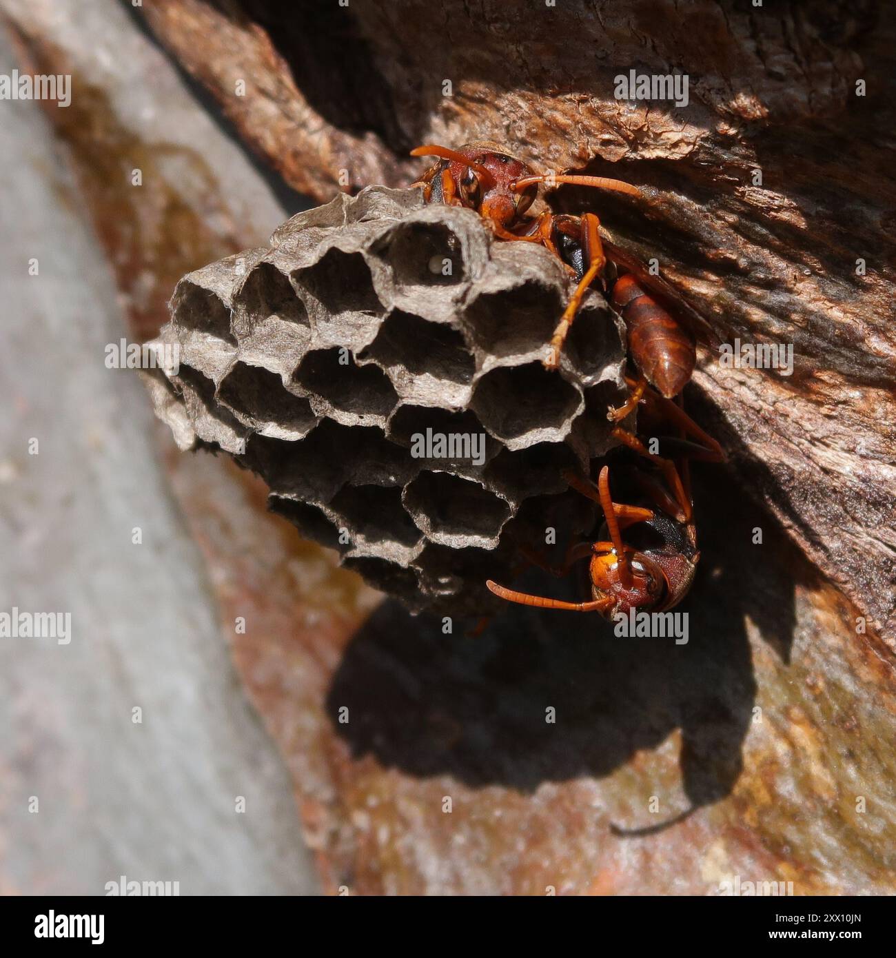 Carta australiana (Polistes humilis) Insecta Foto Stock