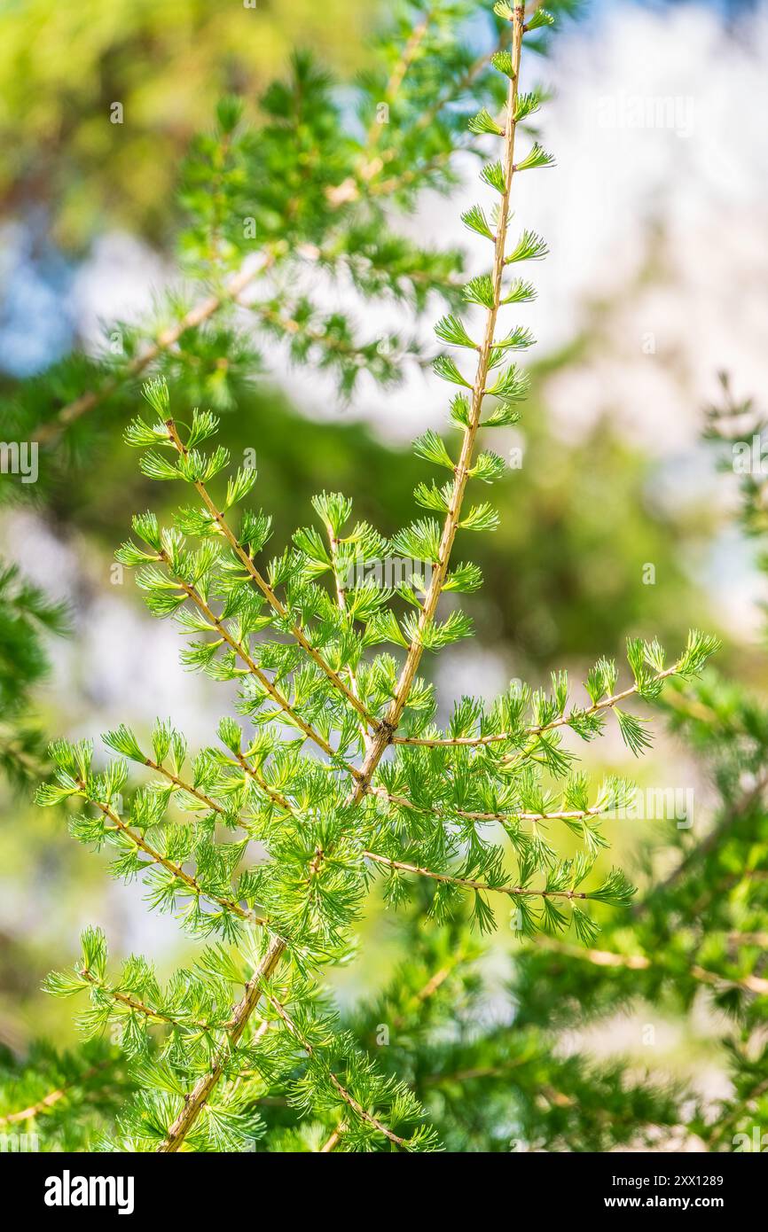Giovani rami di larice. Closeup di aghi giovani di larice verde. Larix sibirica, il larice siberiano o il larice russo. Foto Stock