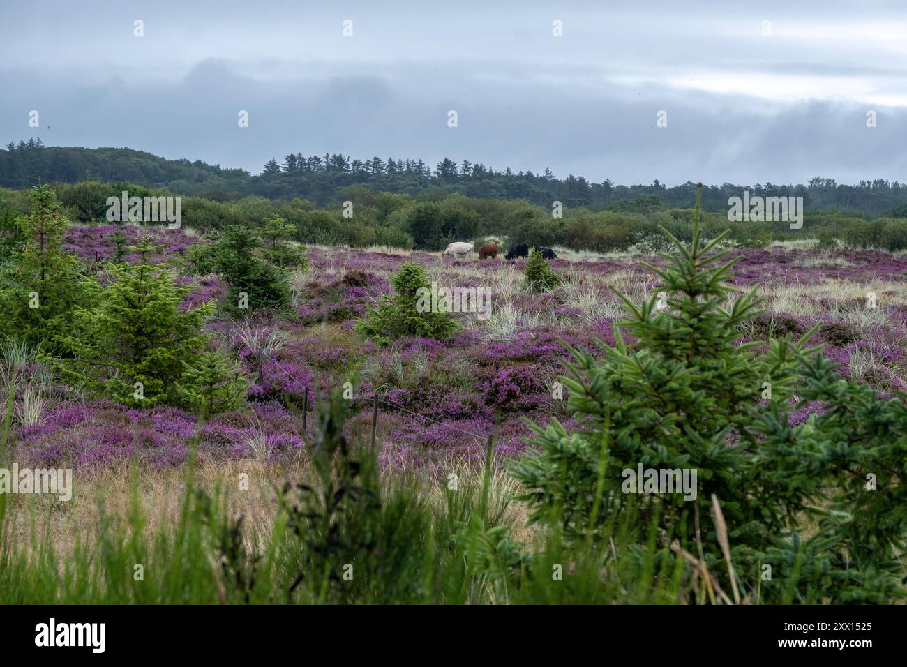 erica in fiore viola in una brughiera a Filsø nello Jutland sulla costa occidentale della Danimarca Foto Stock