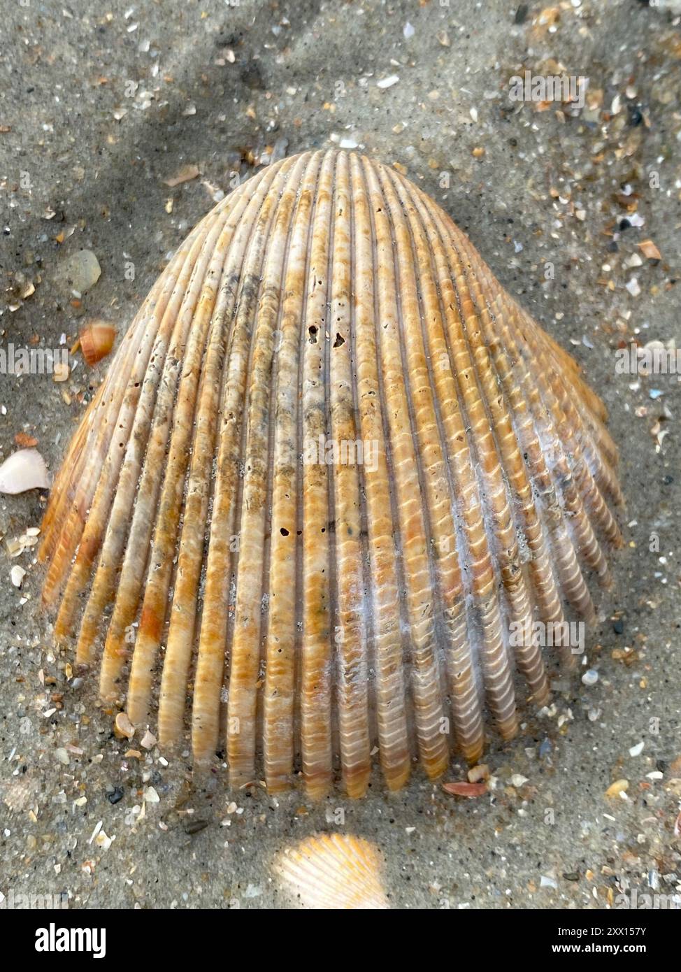 Mollusca gigante dell'Atlantico (Dinocardium robustum) Foto Stock