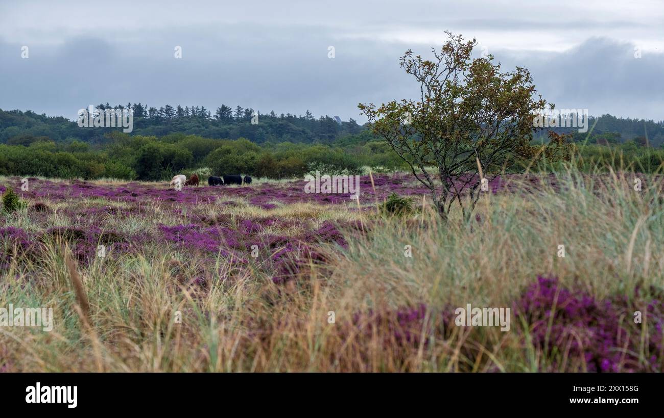 erica in fiore viola in una brughiera a Filsø nello Jutland sulla costa occidentale della Danimarca Foto Stock