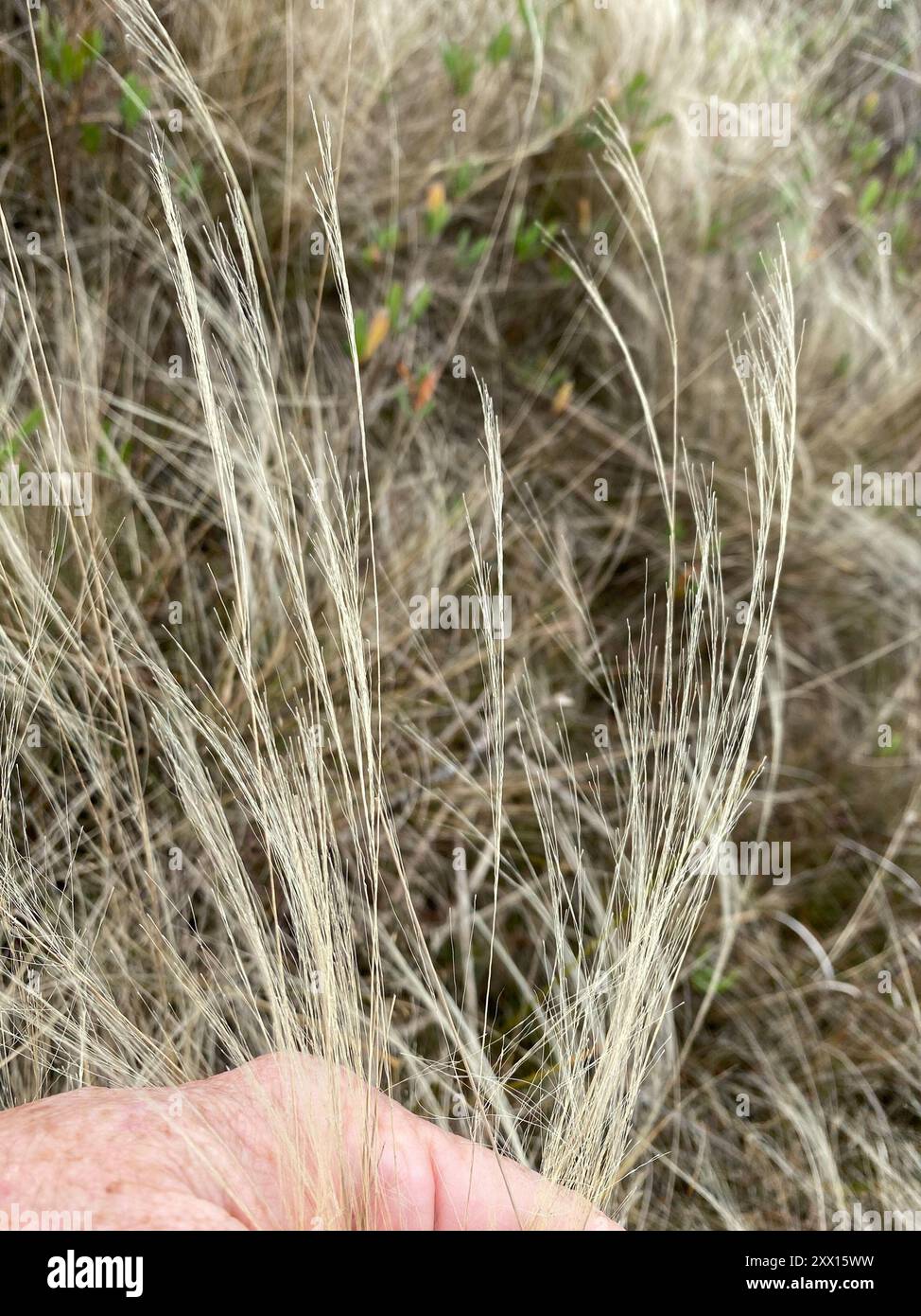 Muhlenbergia sericea (Muhlenbergia sericea) Plantae Foto Stock