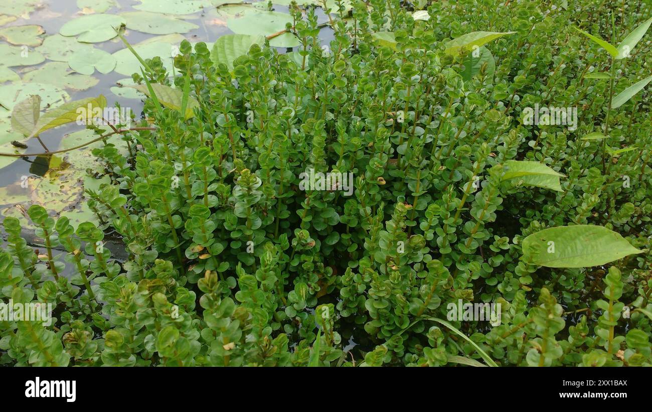 Tazza da denti a foglia rotonda (Rotala rotundifolia) Plantae Foto Stock