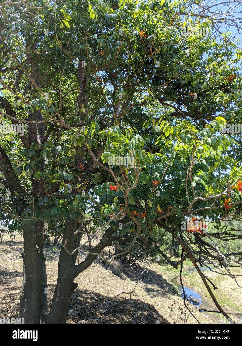 Blackbean (Castanospermum australe) Plantae Foto Stock