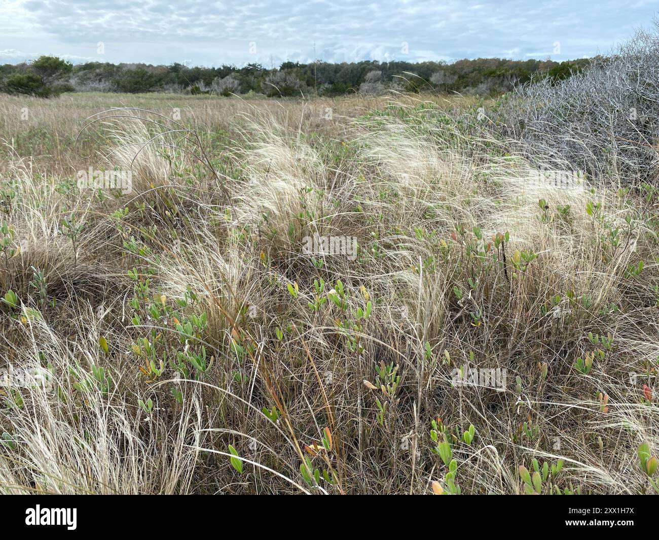 Muhlenbergia sericea (Muhlenbergia sericea) Plantae Foto Stock