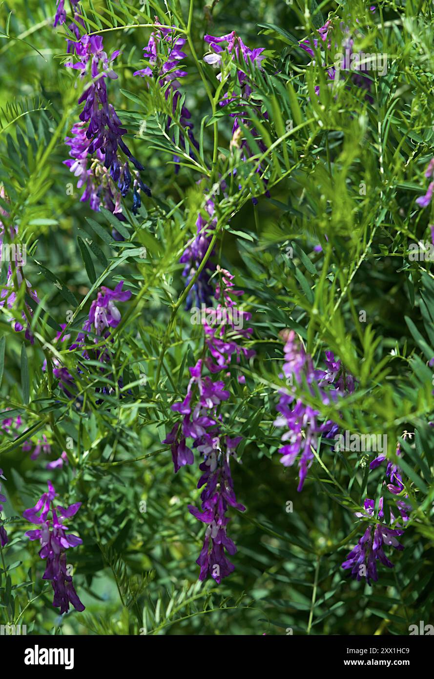 Fiori di Vetch blu a foglia stretta (Vicia tenuifolia Roth) Foto Stock