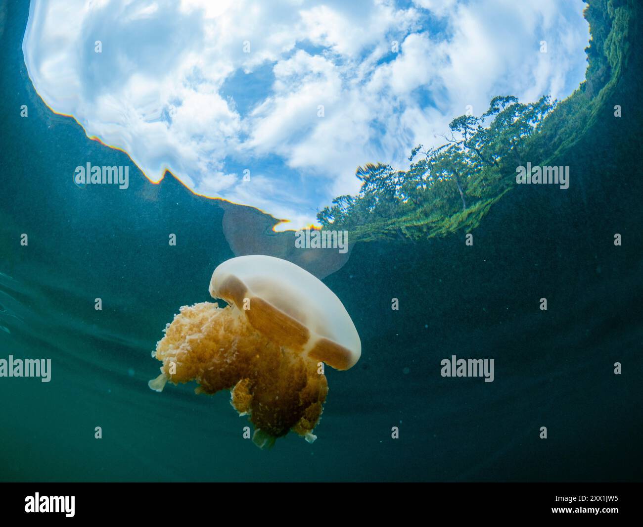 Meduse dorate (Mastigias papua etpisoni), nel lago Jellyfish, un lago marino situato sull'isola di Malk EIL, Isole Rock, Palau, Micronesia, Pacifico Foto Stock