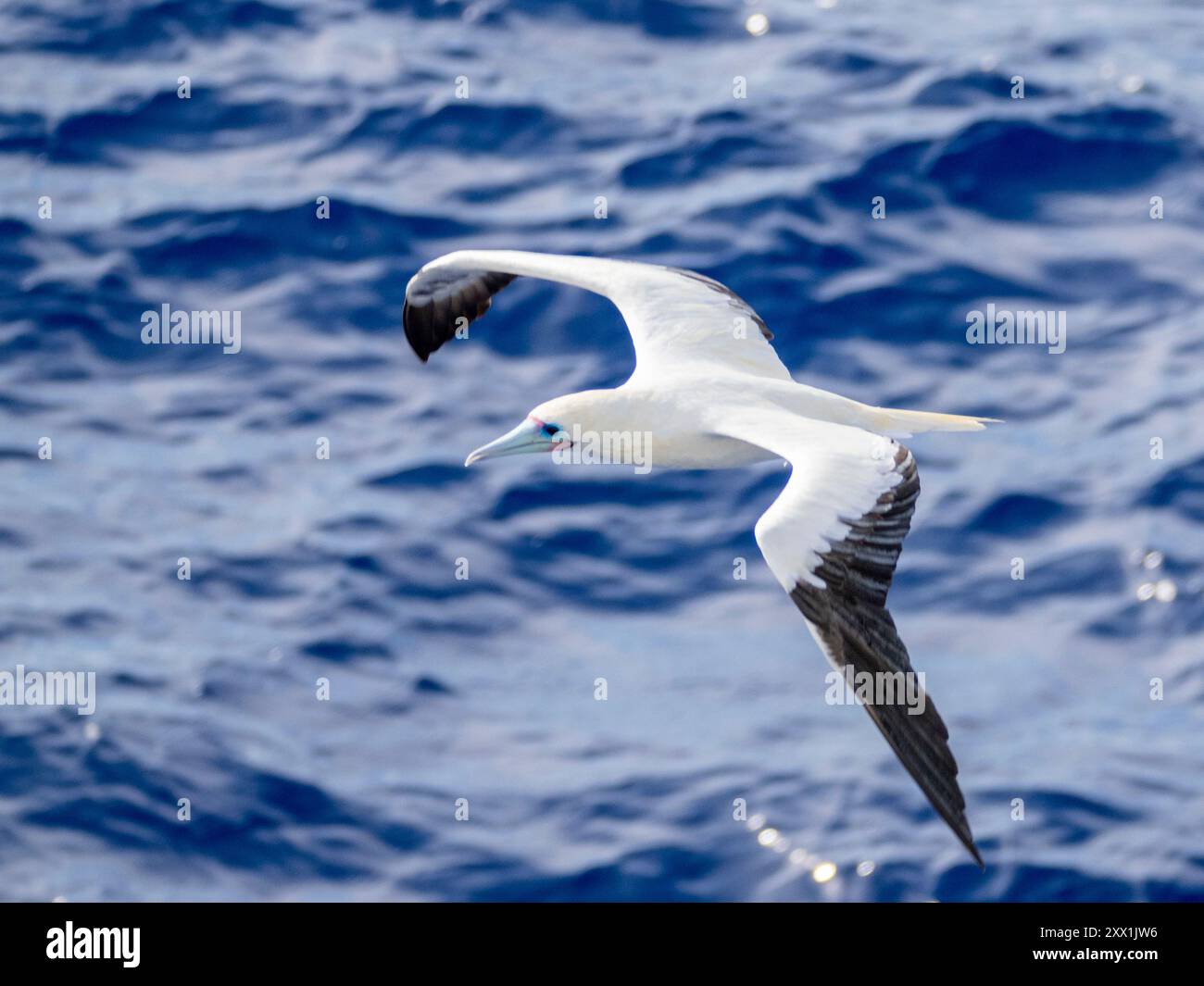 Una tana adulta dai piedi rossi (Sula sula), nel suo colore bianco morph plumage in volo sull'oceano a Palau, Micronesia, Pacifico Foto Stock