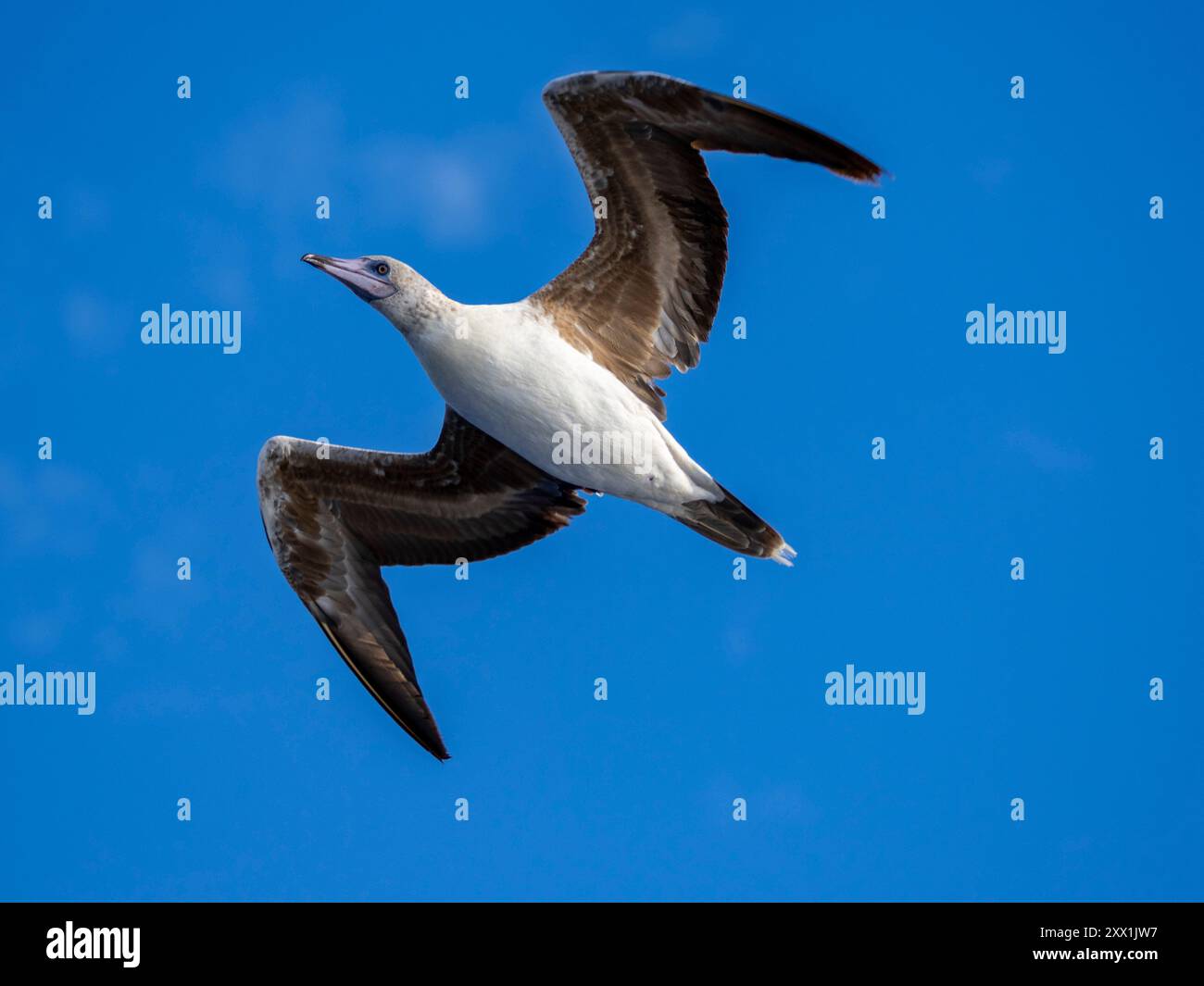 Un giovane tallone dai piedi rossi (Sula sula), nel suo colore bianco morph plumage in volo sull'oceano a Palau, Micronesia, Pacifico Foto Stock