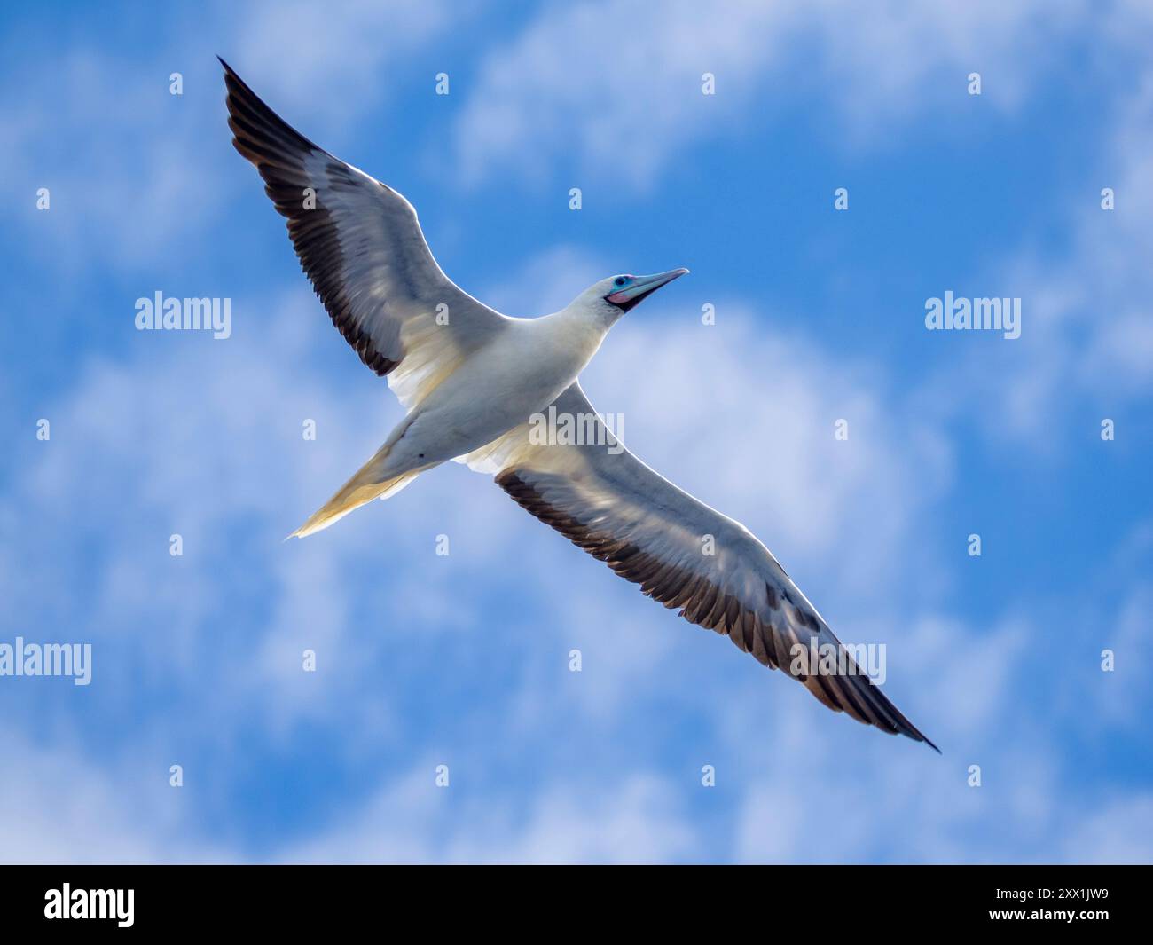 Una tana adulta dai piedi rossi (Sula sula), nel suo colore bianco morph plumage in volo sull'oceano a Palau, Micronesia, Pacifico Foto Stock