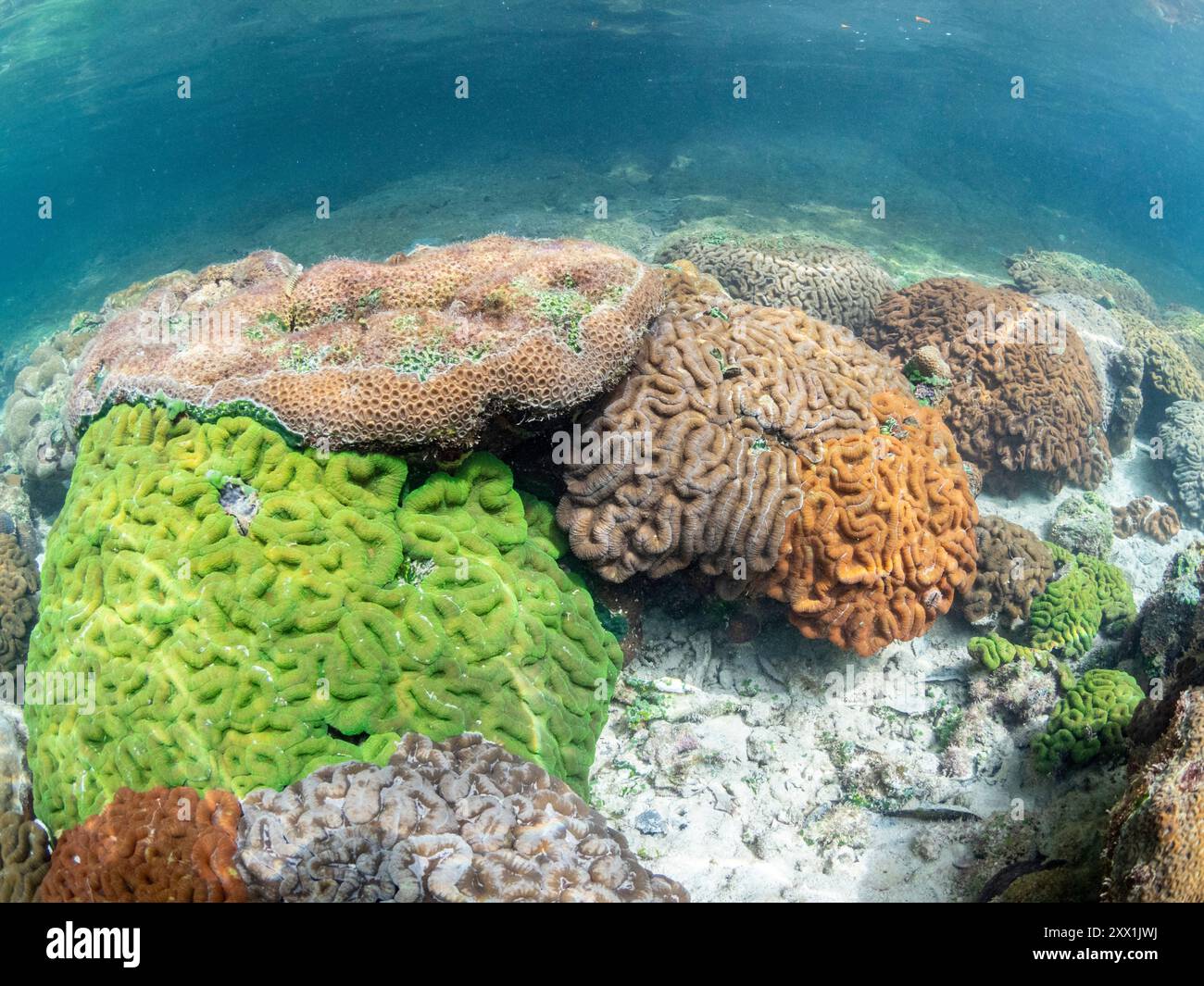 Una miriade di coralli duri e morbidi competono per lo spazio sul substrato del sito di snorkeling noto come via Lattea, Palau, Micronesia, Pacifico Foto Stock