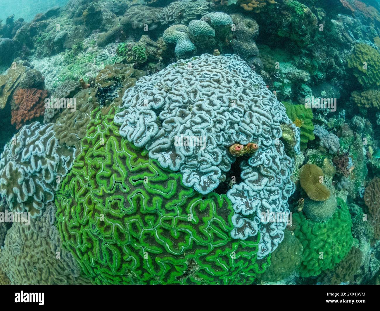 Una miriade di coralli duri e morbidi competono per lo spazio sul substrato del sito di snorkeling noto come via Lattea, Palau, Micronesia, Pacifico Foto Stock