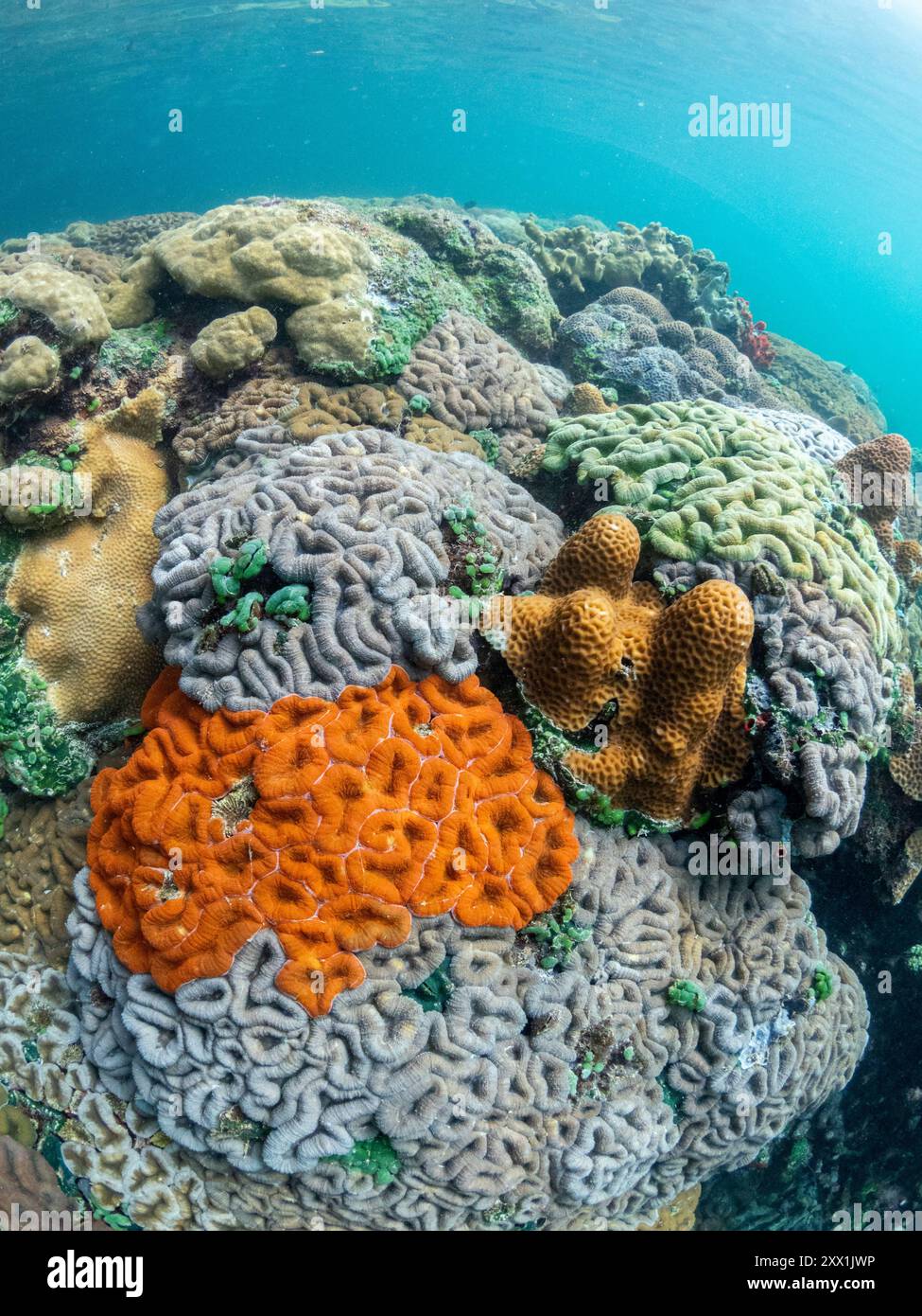 Una miriade di coralli duri e morbidi competono per lo spazio sul substrato del sito di snorkeling noto come via Lattea, Palau, Micronesia, Pacifico Foto Stock