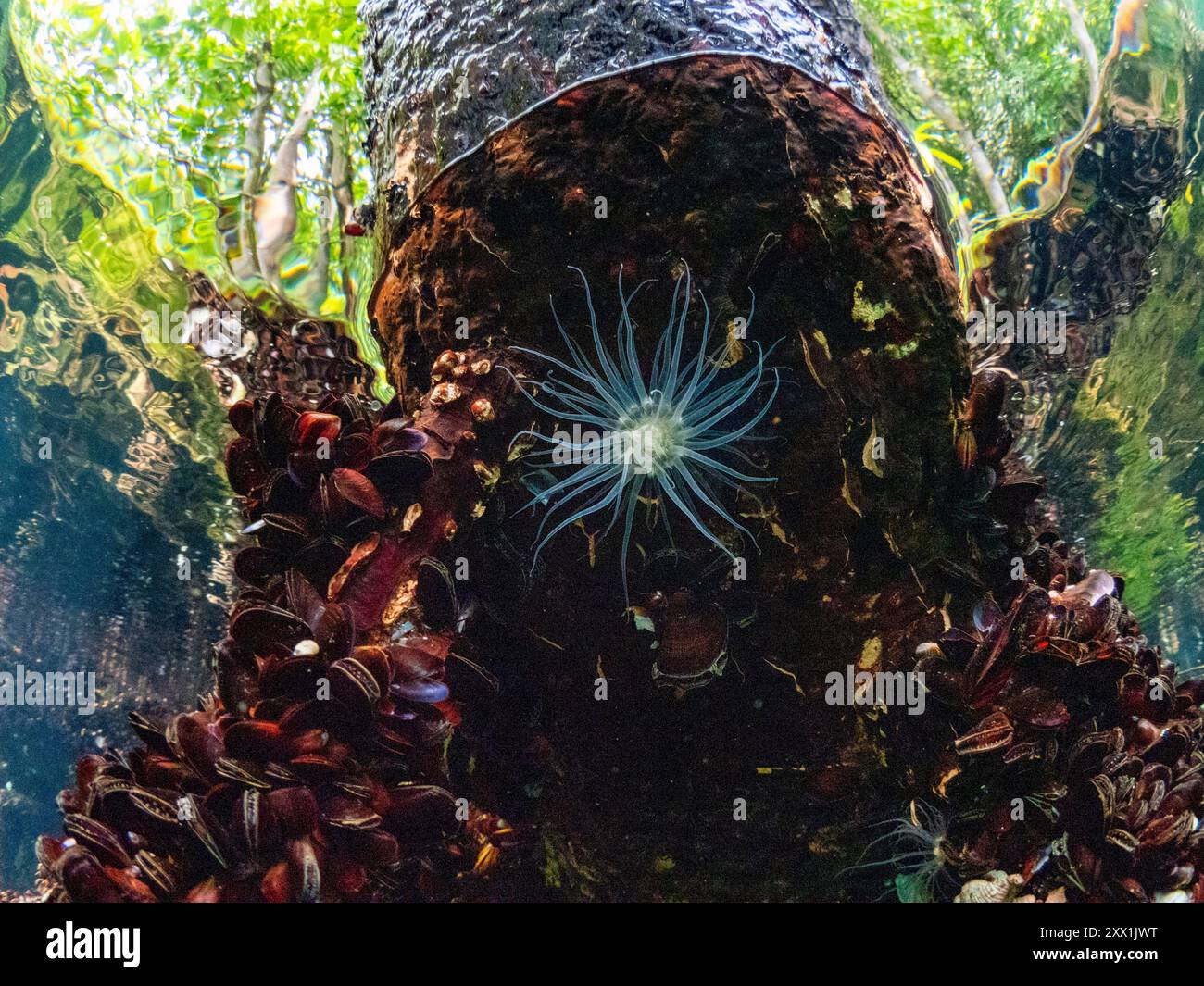 Vista subacquea del lago Jellyfish, un lago marino situato sull'isola di EIL Malk, Isole Rock, Palau, Micronesia, Pacifico Foto Stock