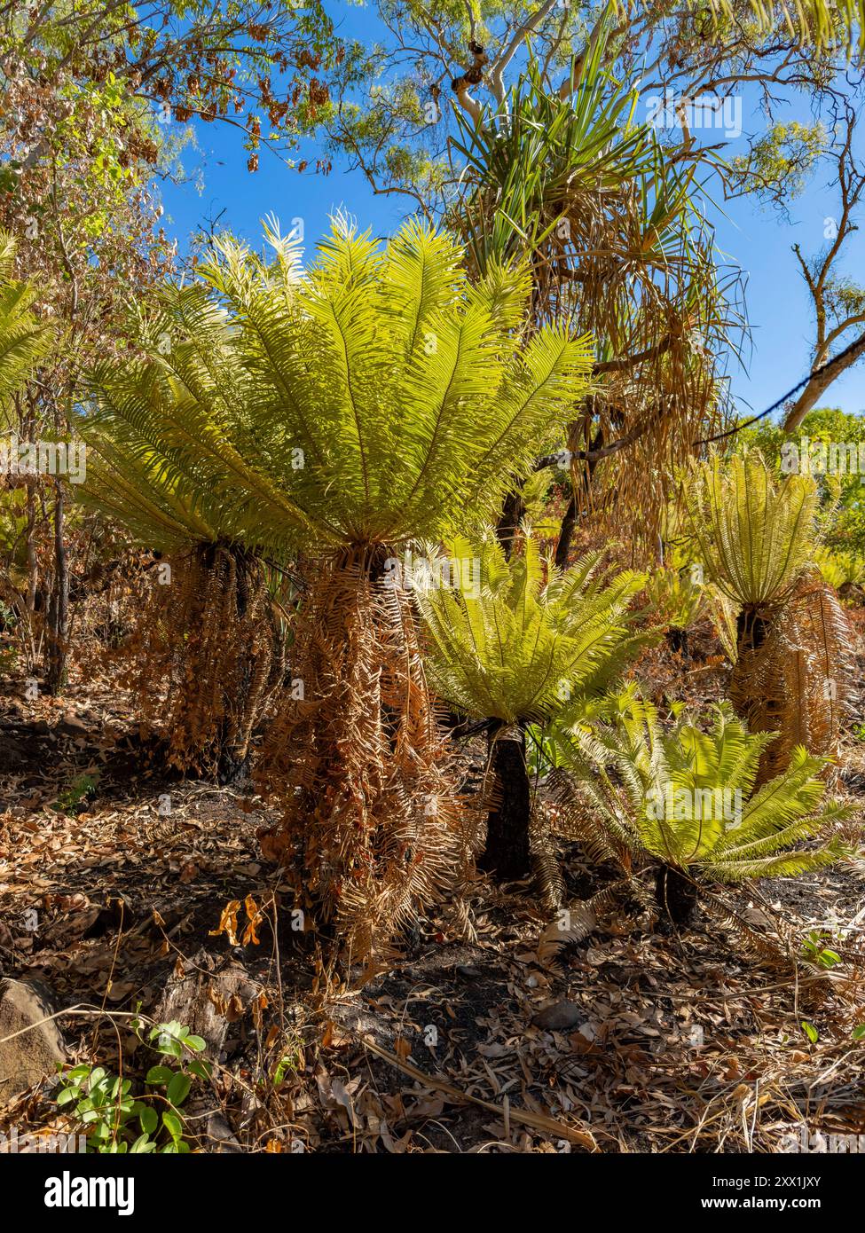 Cycads, un albero divino appartenente all'ordine Cycadales trovato a Bigge Island, Kimberley, Australia Occidentale, Australia, Pacifico Foto Stock