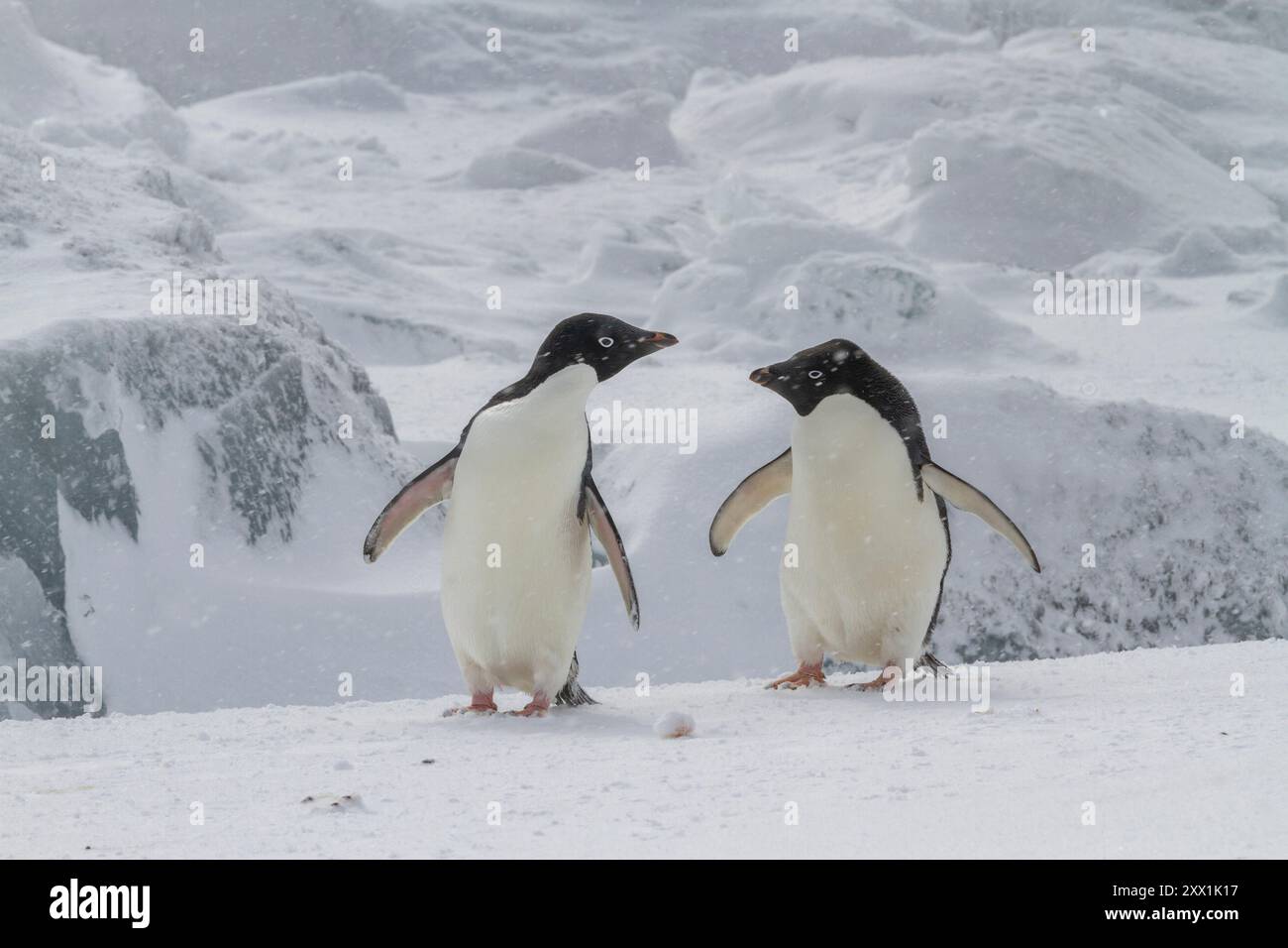 Pinguini di Adelie (Pygoscelis adeliae), in tempesta di neve nella colonia di riproduzione di Brown Bluff, Penisola Antartica, Antartide, regioni polari Foto Stock