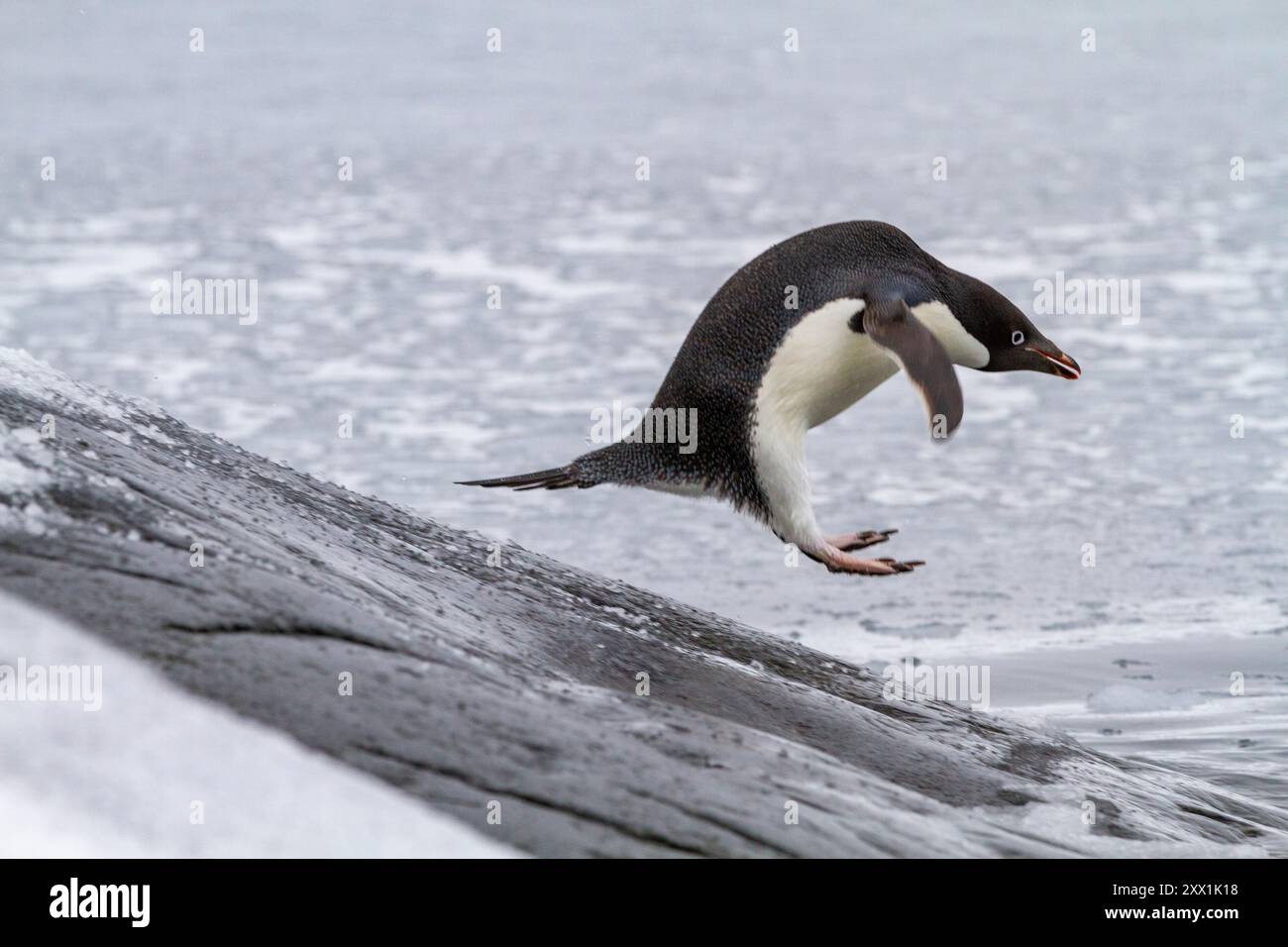 Pinguino di Adelie (Pygoscelis adeliae), saltando in mare a Booth Island, Antartide, regioni polari Foto Stock
