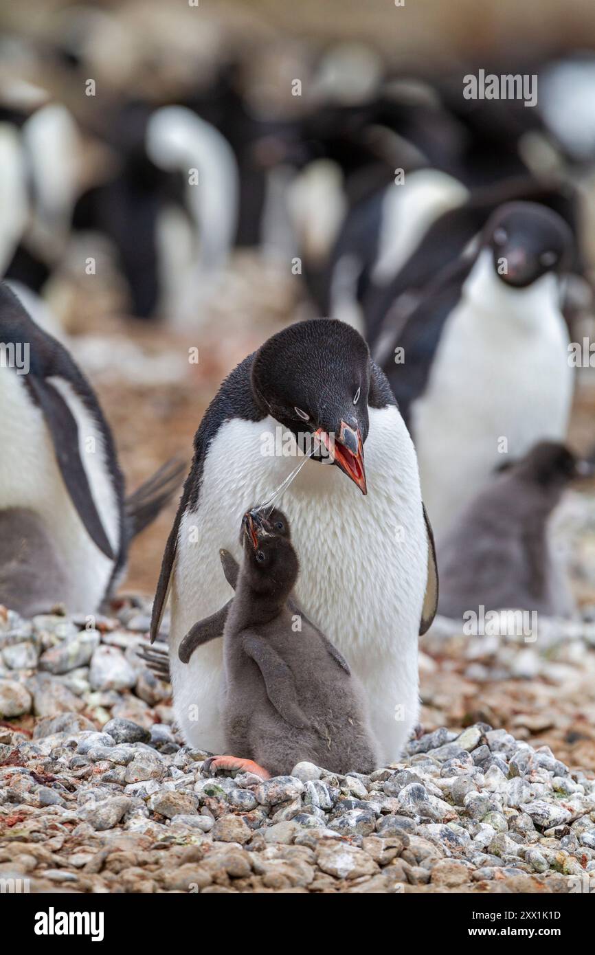 Pinguino di Adelie (Pygoscelis adeliae), che dà da mangiare alla colonia di riproduzione di Brown Bluff, Penisola Antartica, Antartide, regioni polari Foto Stock