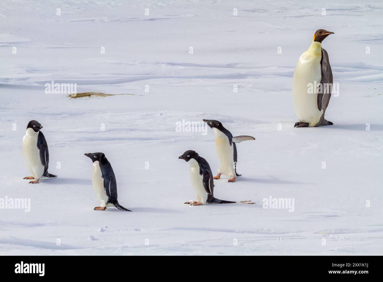 Un pinguino imperatore adulto solitario (Aptenodytes forsteri), con quattro pinguini Adelie adulti (Pygoscelis adeliae), Antartide, regioni polari Foto Stock