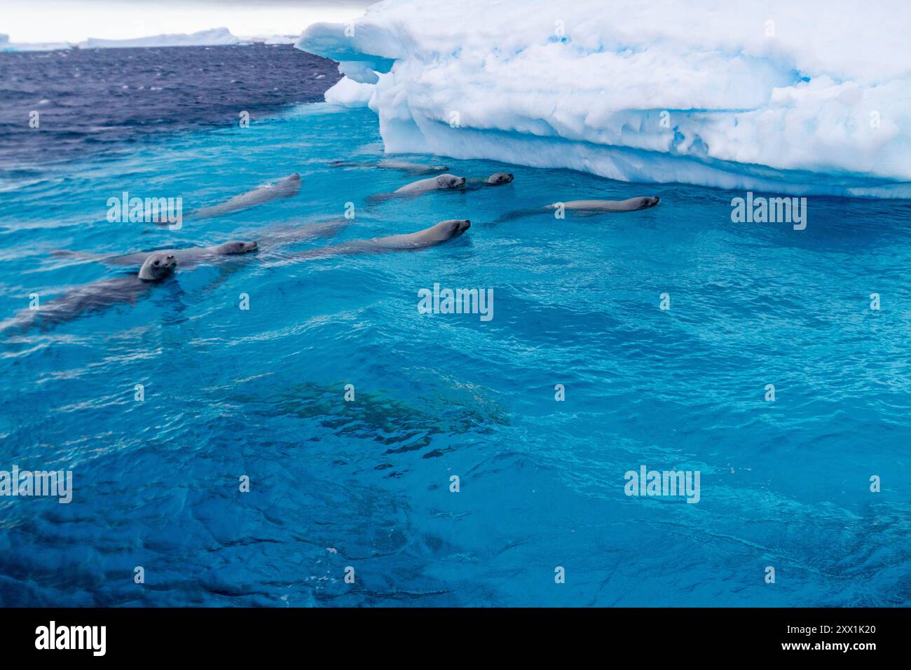 Curiose foche di crateri (Lobodon carcinophaga), nuotano vicino all'iceberg presso Booth Island vicino alla Penisola Antartica, regioni polari Foto Stock