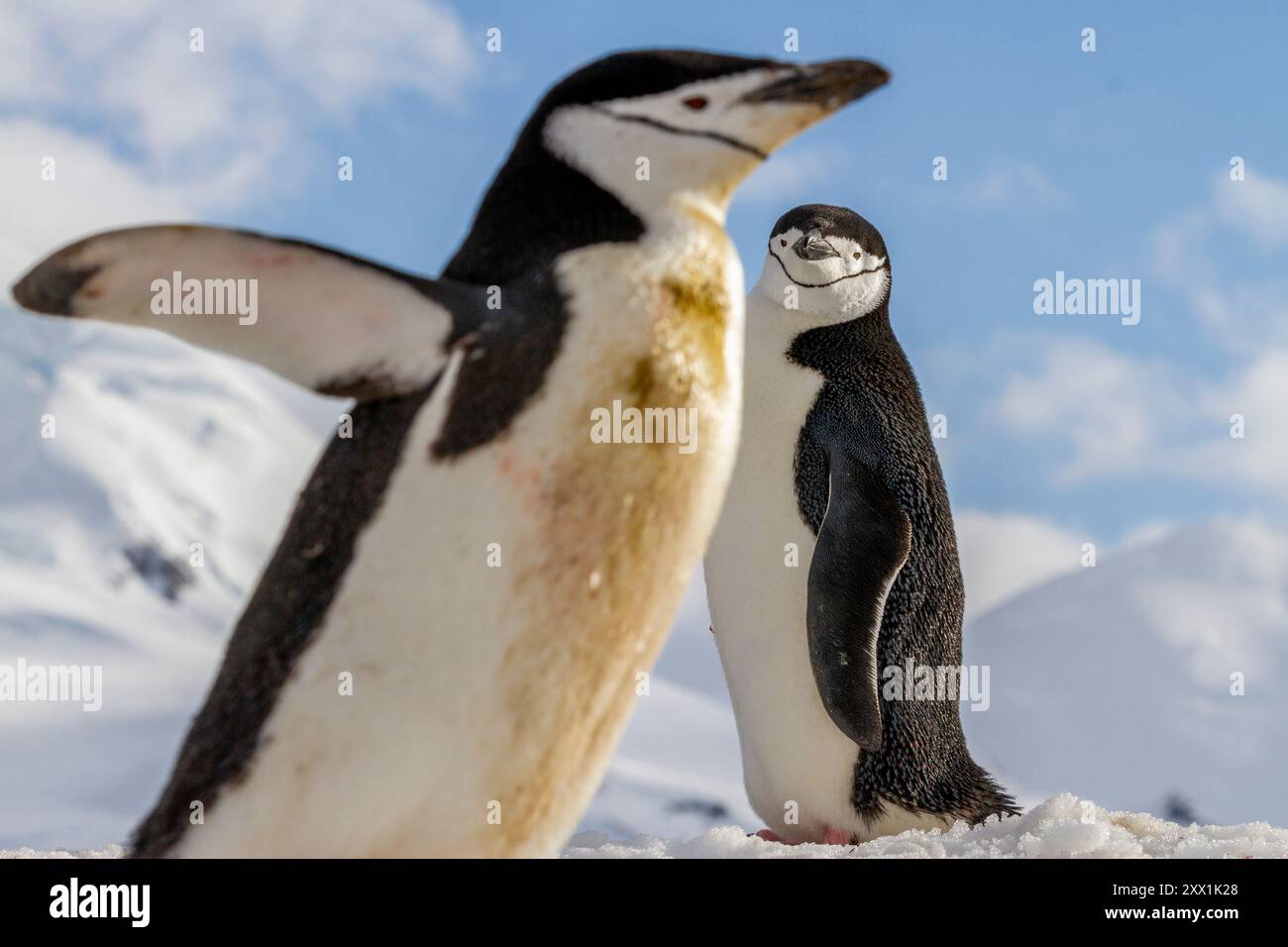 Pinguino adulto con cinghietto (Pygoscelis antartide), colonia di riproduzione a Half Moon Island, Antartide, Oceano meridionale, regioni polari Foto Stock