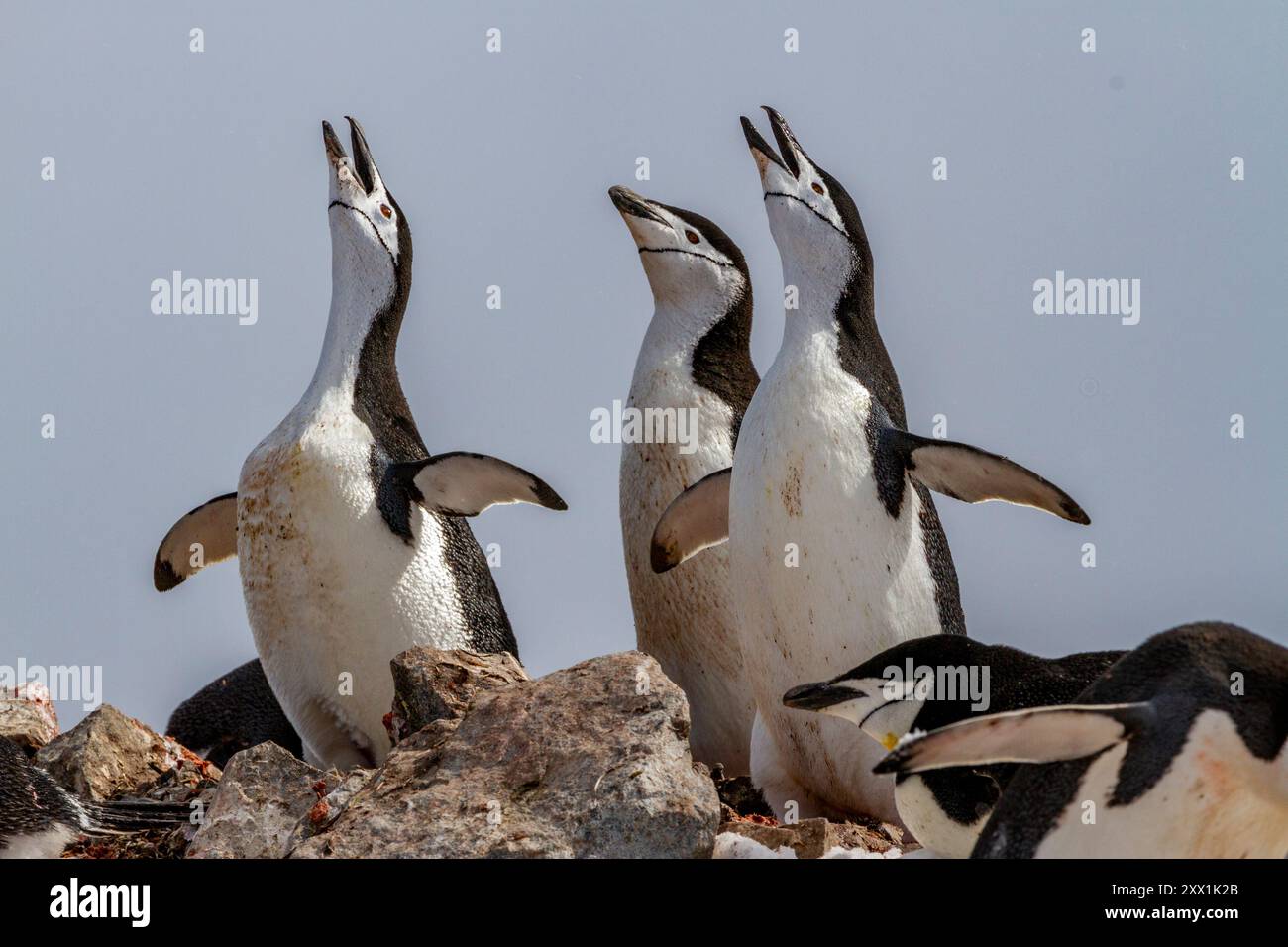 Pinguini Chinstrap (Pygoscelis antartide), esposizione estatica presso la colonia di riproduzione di Half Moon Island, Antartide, regioni polari Foto Stock