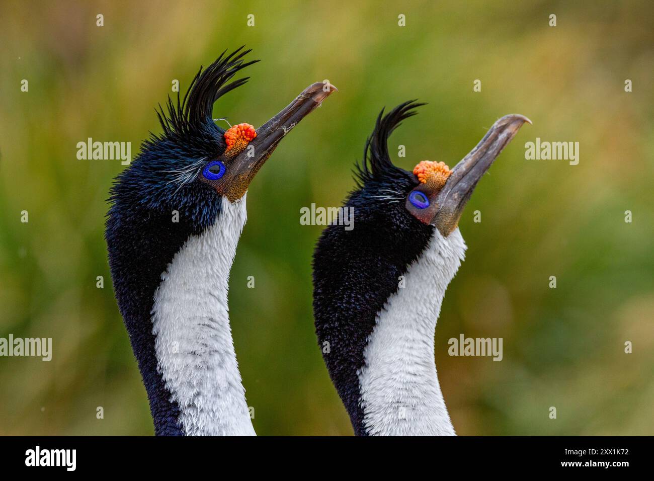 Imperial Shag (Phalacrocorax atriceps), coppia che esibisce un comportamento di corteggiamento a New Island nelle Isole Falkland, Sud America Foto Stock