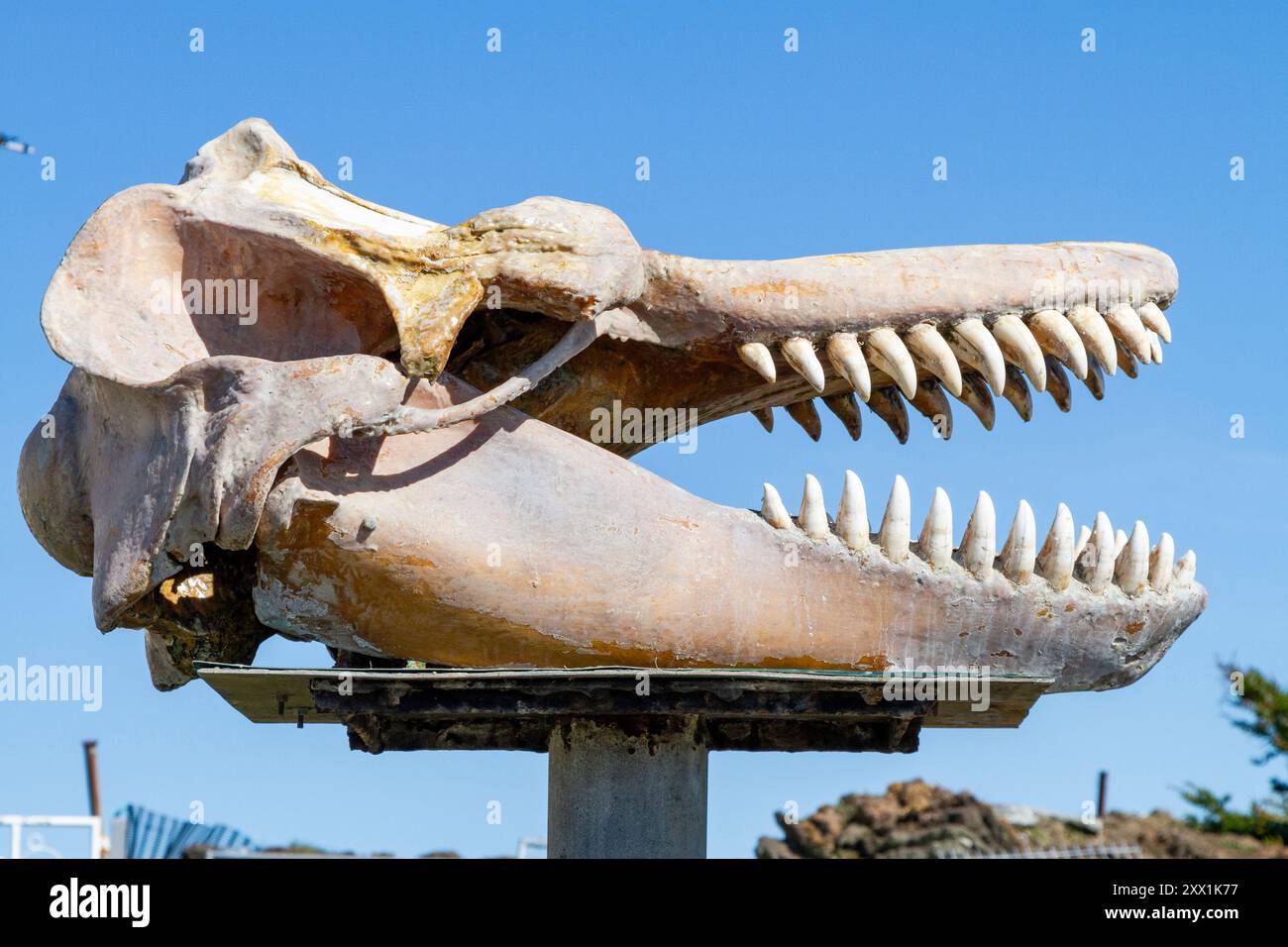Cranio di una balena assassina adulta (Orcinus orca), in mostra all'interno della città di Stanley, Isole Falkland, Oceano Atlantico meridionale, Sud America Foto Stock