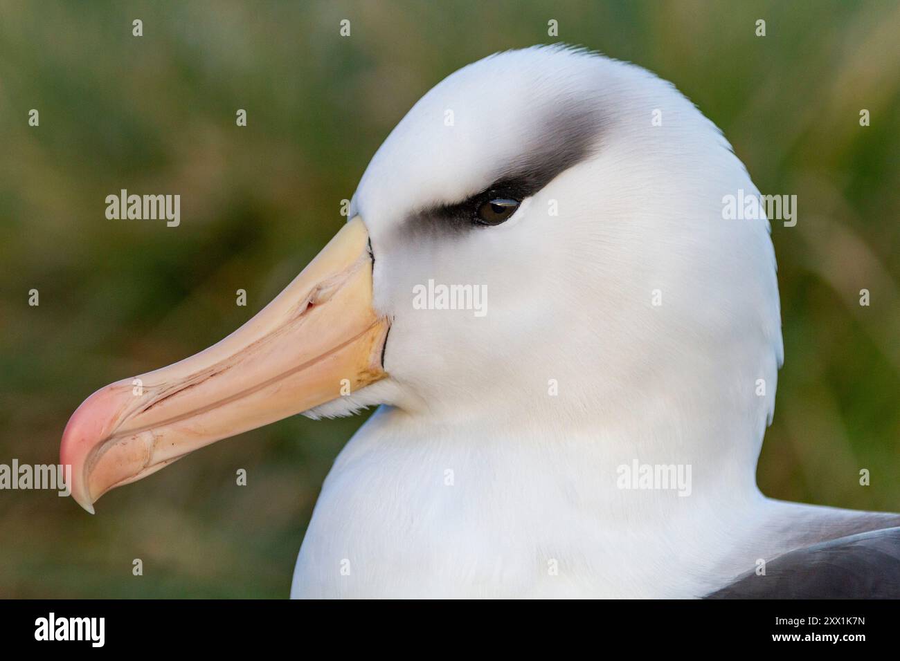 Albatro adulto con sopracciglia nera (Thalassarche melanophrys), primo piano nel sito di nidificazione di West Point Island, Falklands, Sud America Foto Stock