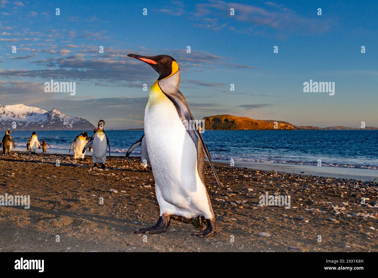 Alba sui pinguini reali (Aptenodytes patagonicus) nella colonia nidificante e riproduttiva di Salisbury Plain, Georgia del Sud, regioni polari Foto Stock