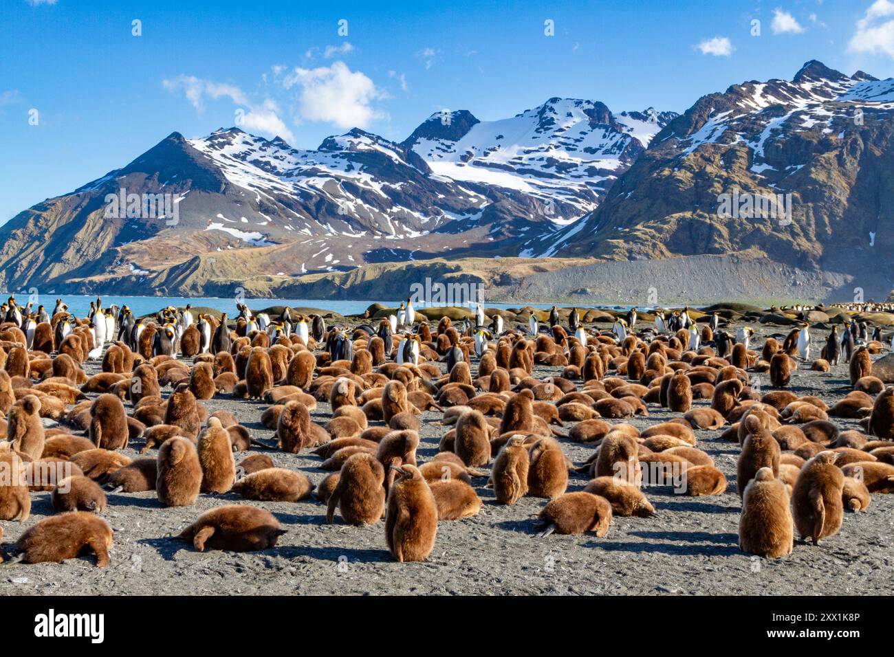 Pinguini re adulti e ragazzi di okum (Aptenodytes patagonicus) nella colonia di riproduzione di Gold Harbor, Georgia del Sud, regioni polari Foto Stock