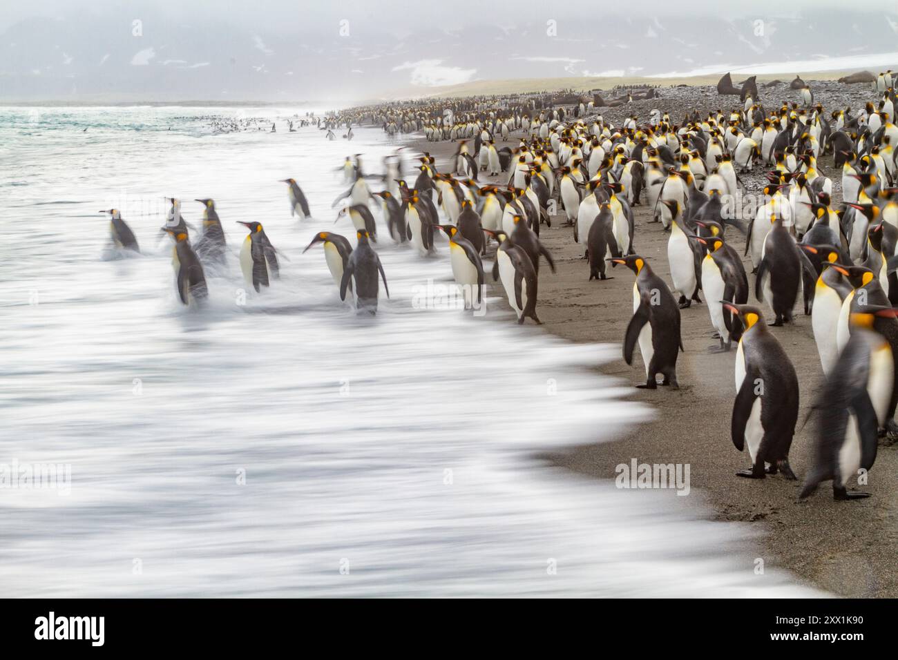 Immagine creativa in movimento dei pinguini reali adulti (Aptenodytes patagonicus) che ritornano al mare nella Georgia del Sud, regioni polari Foto Stock