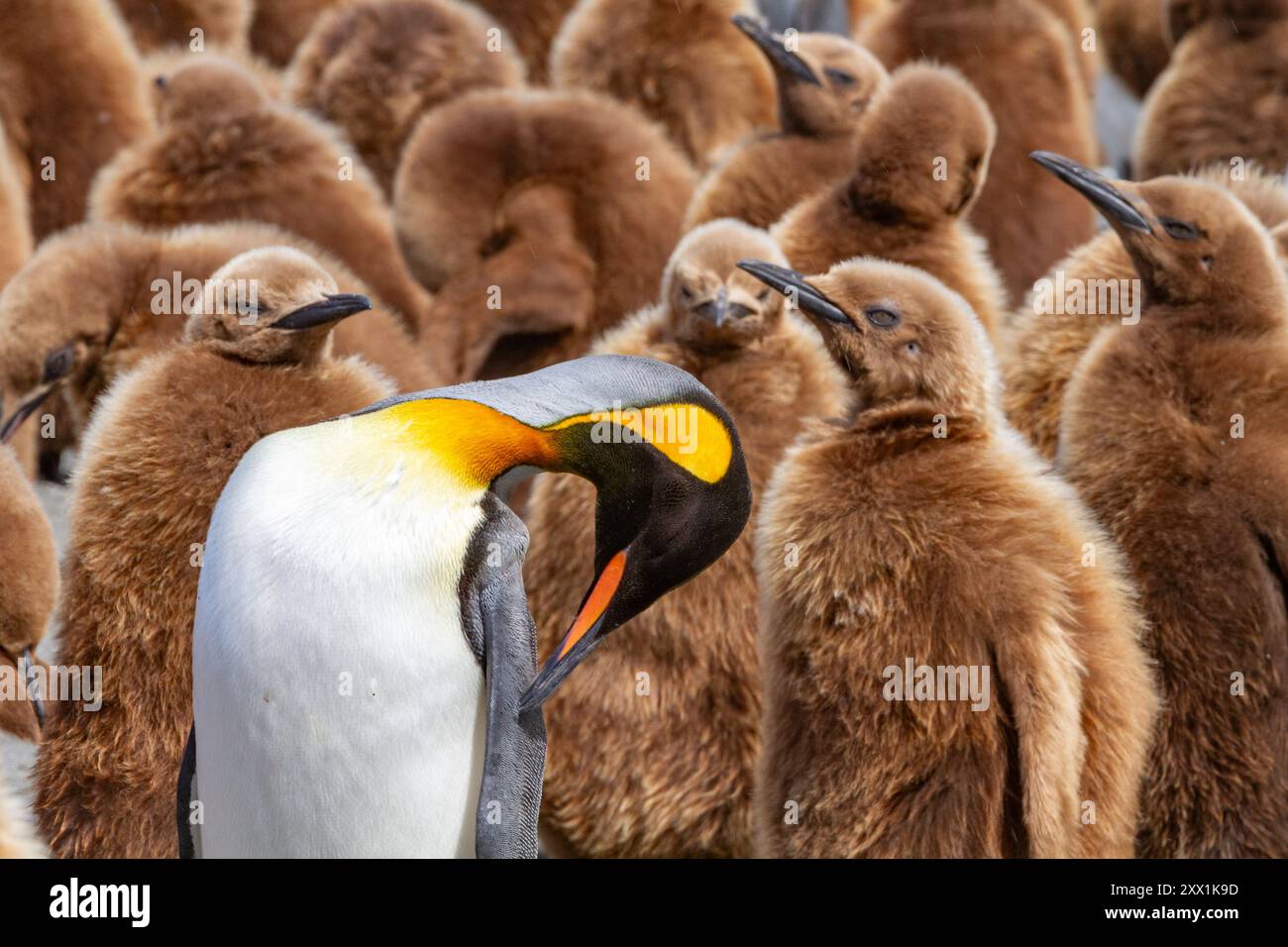 Pinguino re adulto (Aptenodytes patagonicus) tra i pulcini della colonia riproduttiva di Gold Harbour, South Georgia Island, Polar Regions Foto Stock