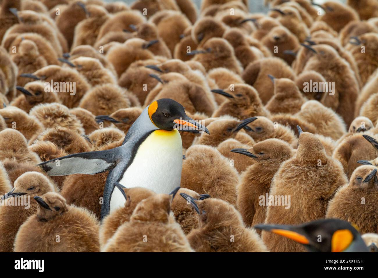 Pinguino re adulto (Aptenodytes patagonicus) tra i pulcini della colonia riproduttiva di Gold Harbour, South Georgia Island, Polar Regions Foto Stock