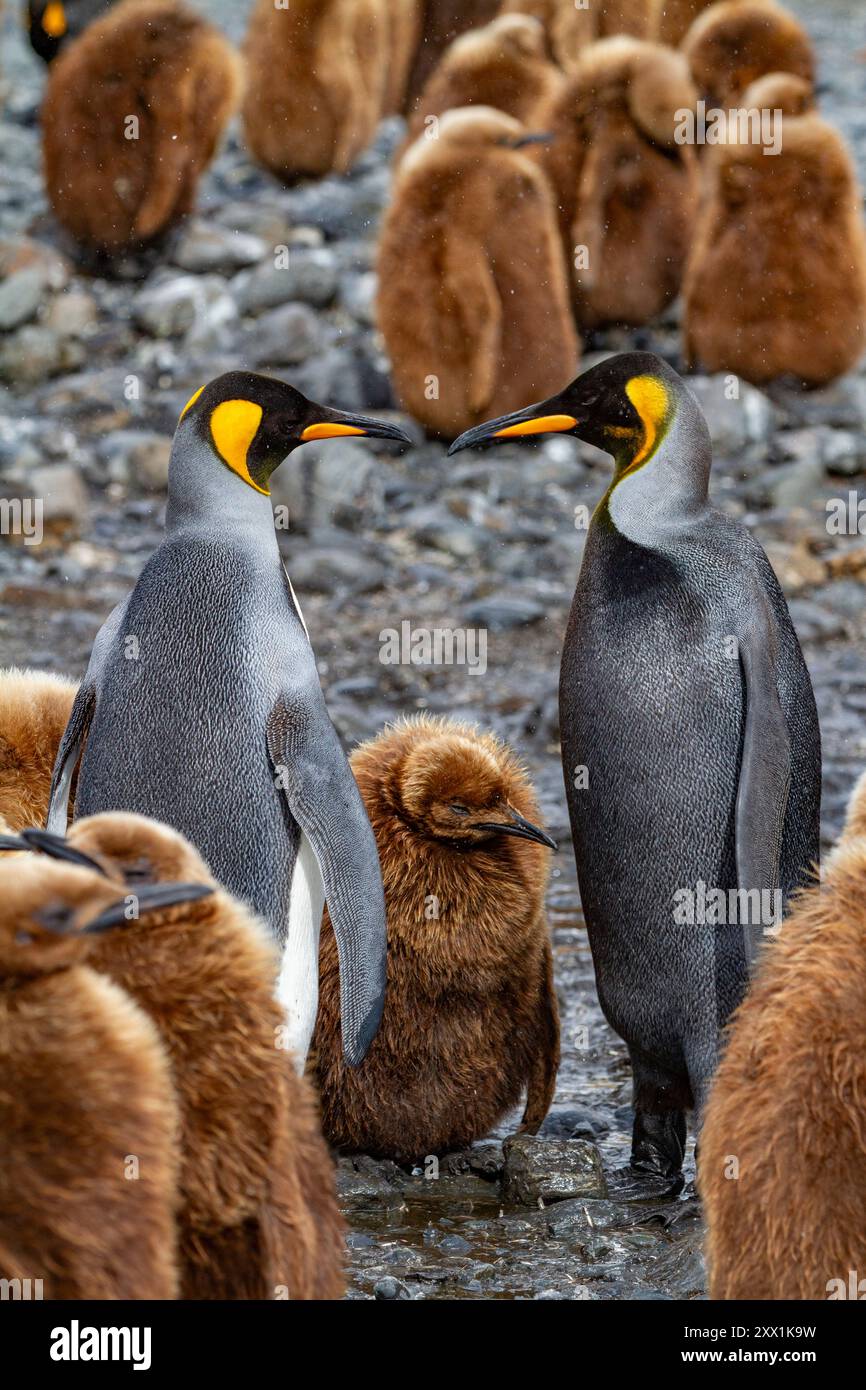 Un raro pinguino re melanistico (Aptenodytes patagonicus), che dà da mangiare al suo ragazzo okum a fortuna Bay, nell'isola della Georgia del Sud, nelle regioni polari Foto Stock